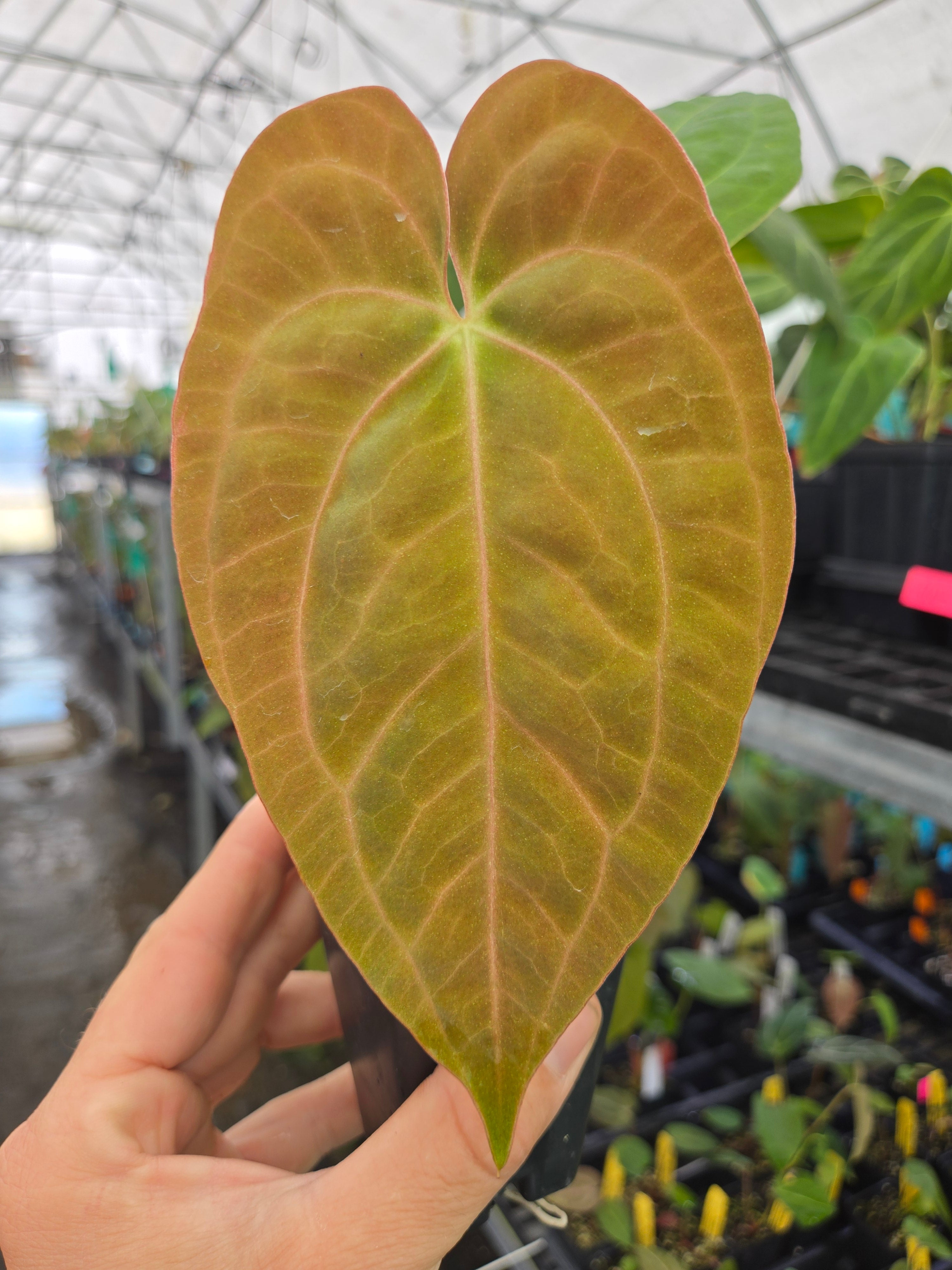Anthurium Papillilaminum 'Panama Red' x 'Golden Child' (A82)