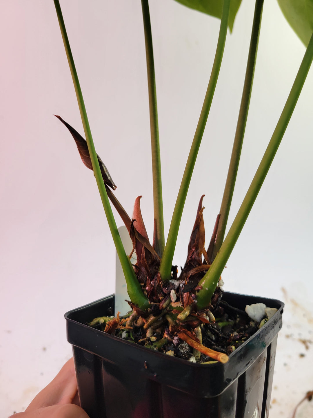 Anthurium Hoffmannii X F1 2 Plants! (select form) XLarge flowering size! US Seller #k76 - Nice Plants Good Pots