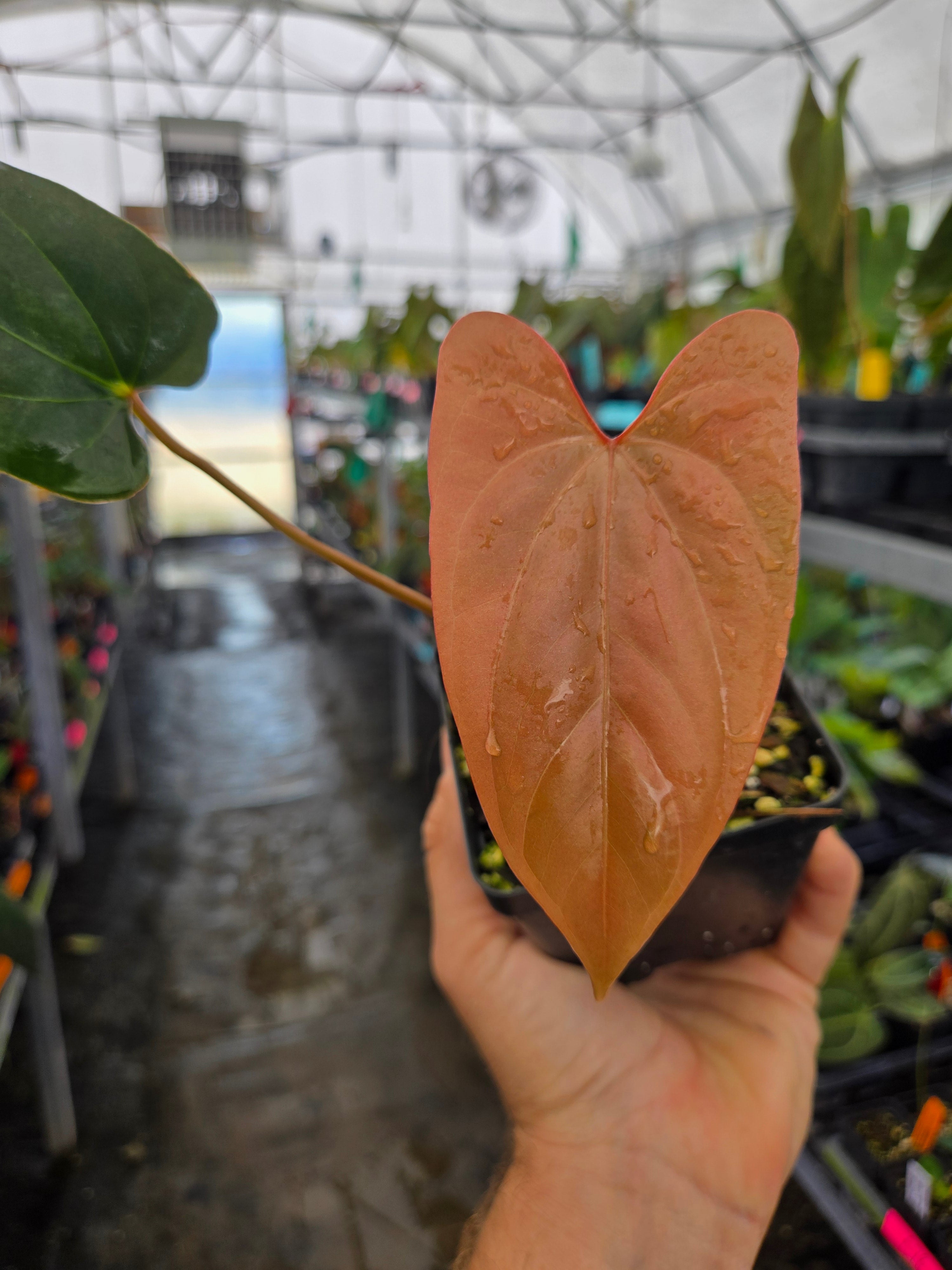Anthurium 'Tim Anderson Mag Pap #2' x (sp.) Silver Peru (A79)