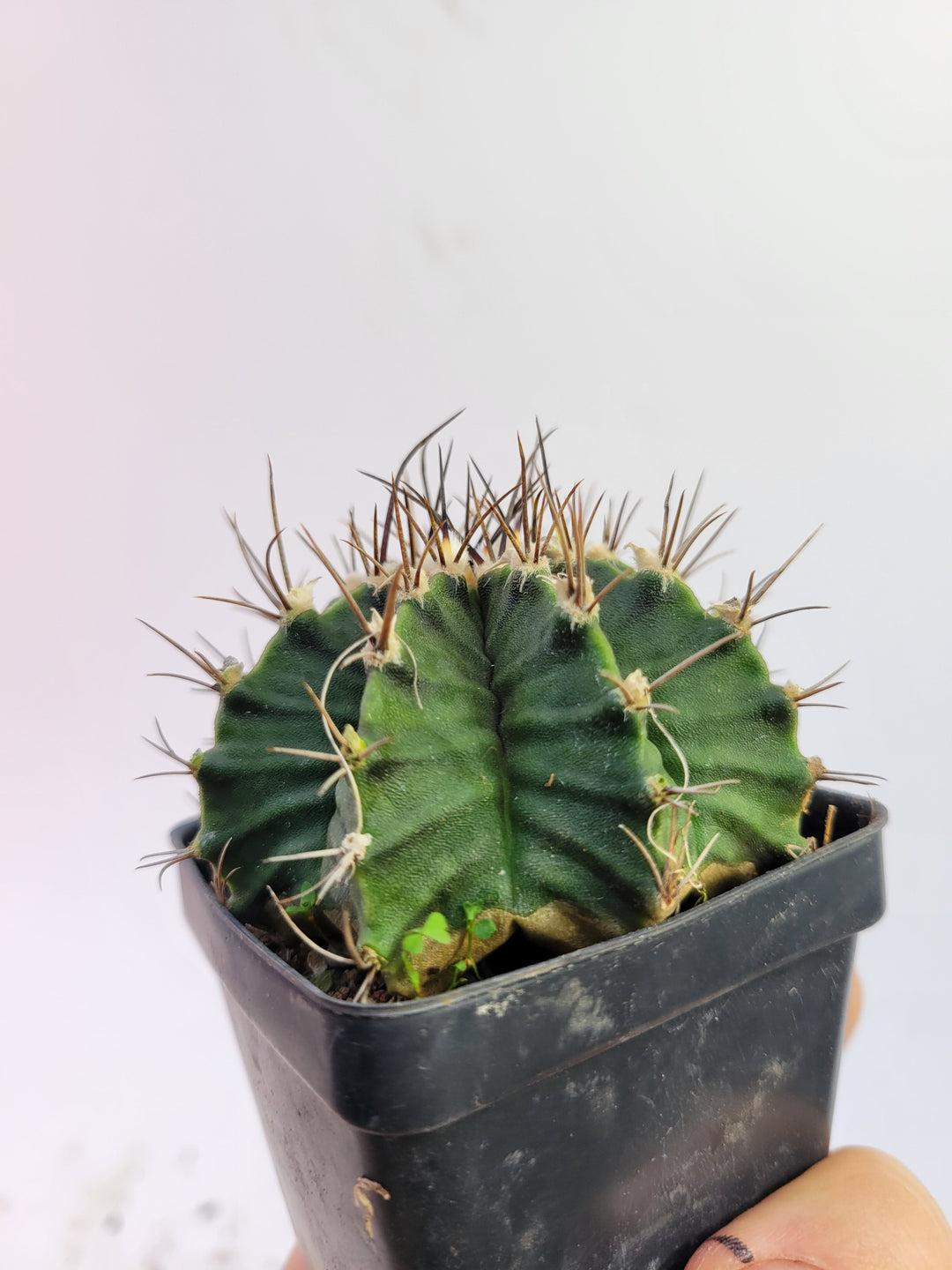 Gymnocalycium Friedrichii LB 2178. Large Spine! rooted & established, (Deaw Cactus ) Xlarge Flowering Size!  Beautiful purple cactus #t41 - Nice Plants Good Pots