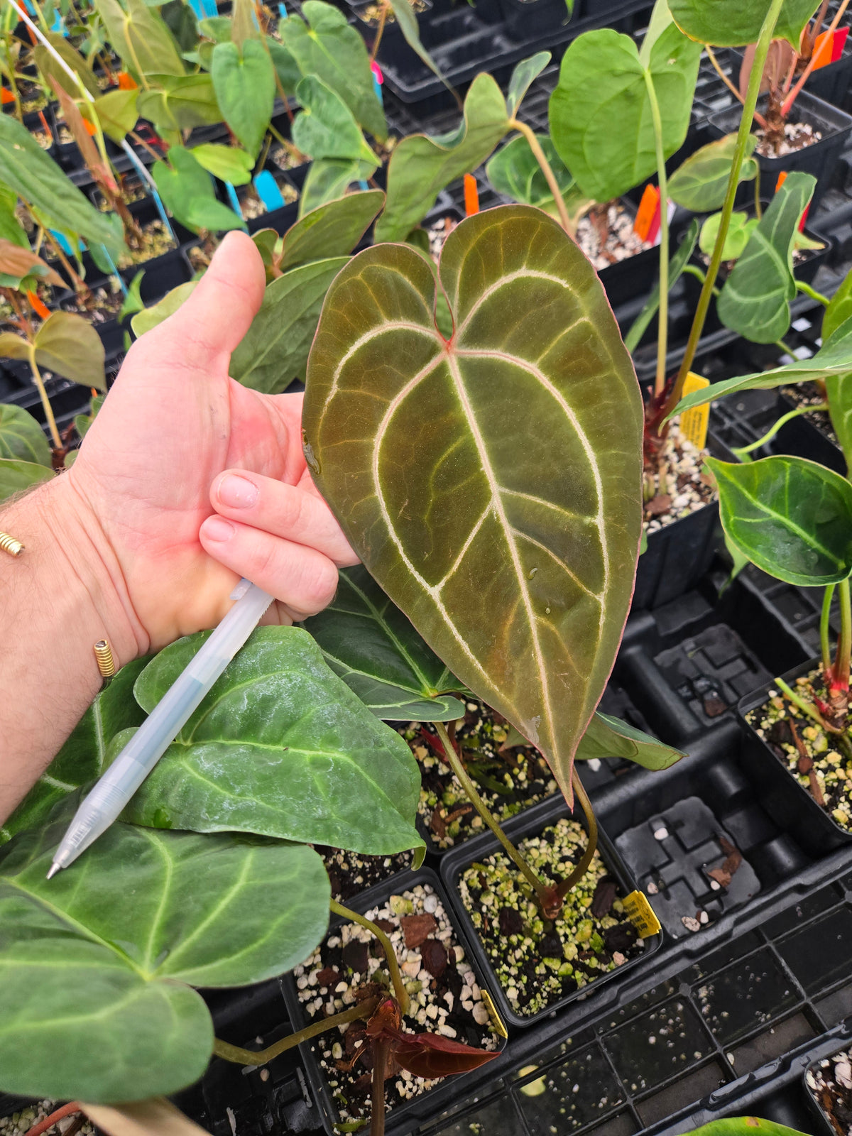 anthurium hybrid sangria plant Anthurium 'Tim Anderson 420 Dark Mag' x 'Tim Anderson Stripey Mag Pap' (A26)