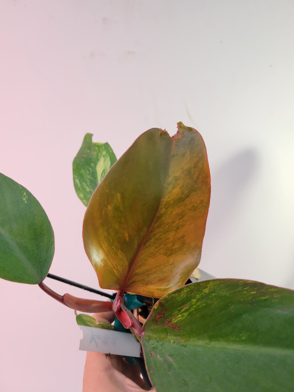 Philodendron Strawberry Shake, High Variegation,  unique collector specimen, established, exact plant picture #k33 - Nice Plants Good Pots