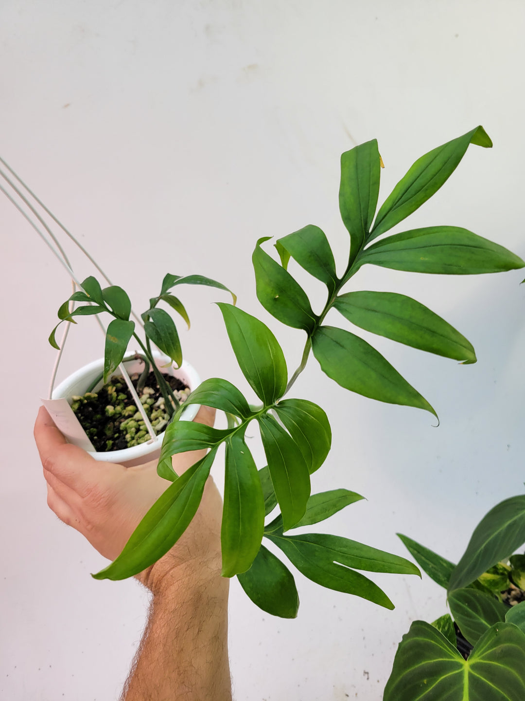 Monstera Subpinnata Hanging Basket! Beautiful palm like leaves #L25 - Nice Plants Good Pots