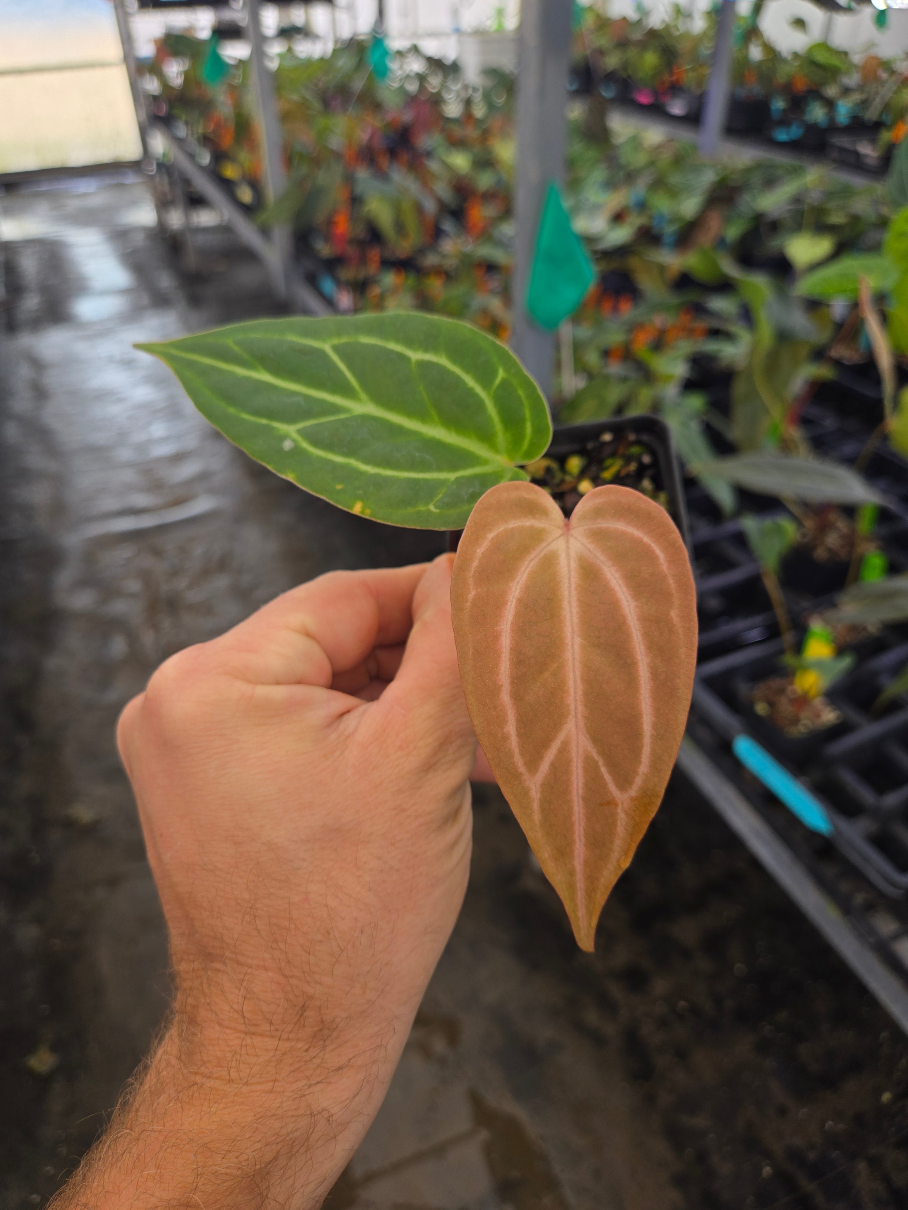 Anthurium 'Swampmannii Long' x ('Rotundatum X'/ 'Doc Block Purple F2') (A78)