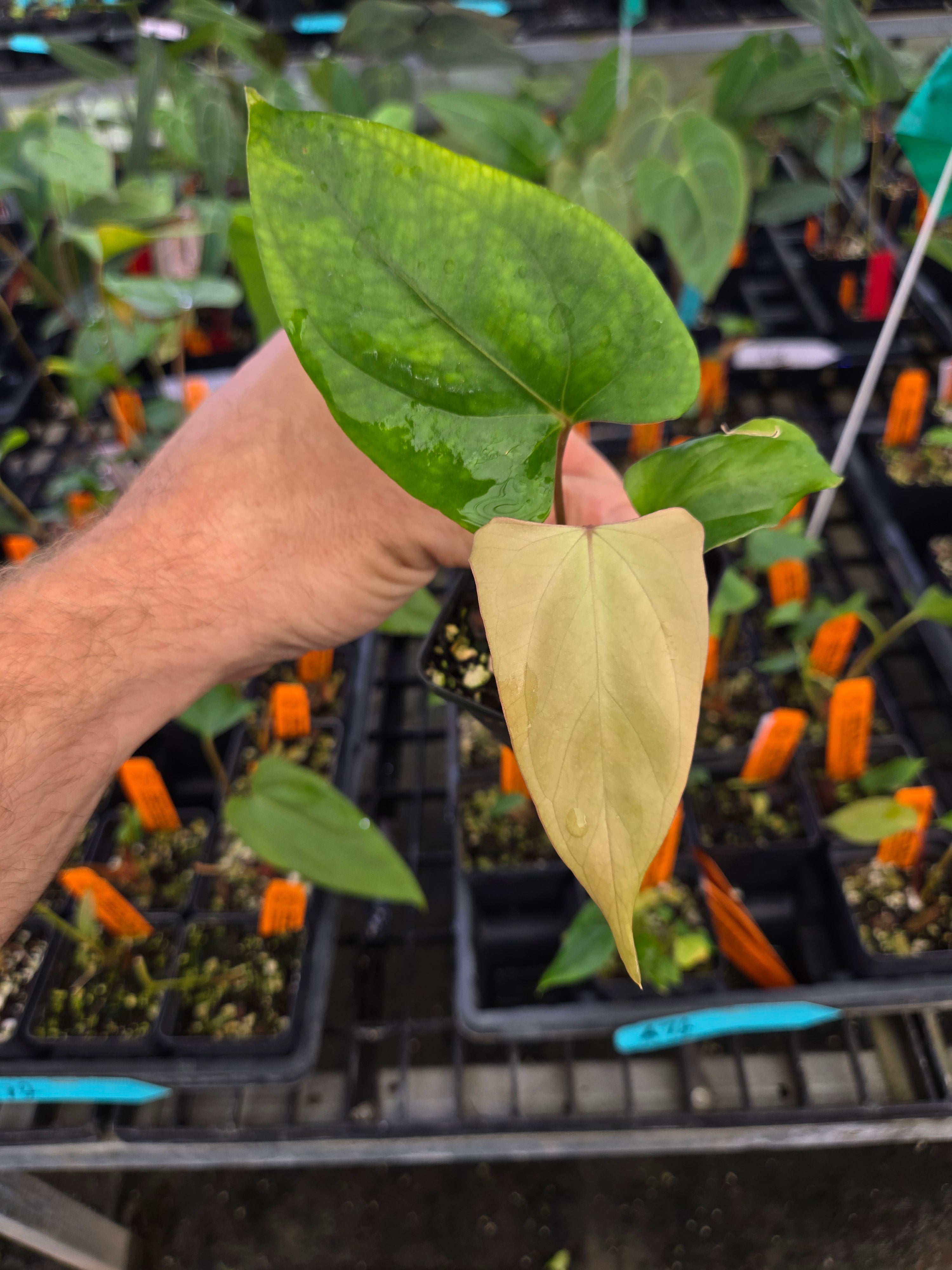 Anthurium Ochranthum 'Big 'O' x Portillae 'NSE Dewey Fisk Clone' (A72)