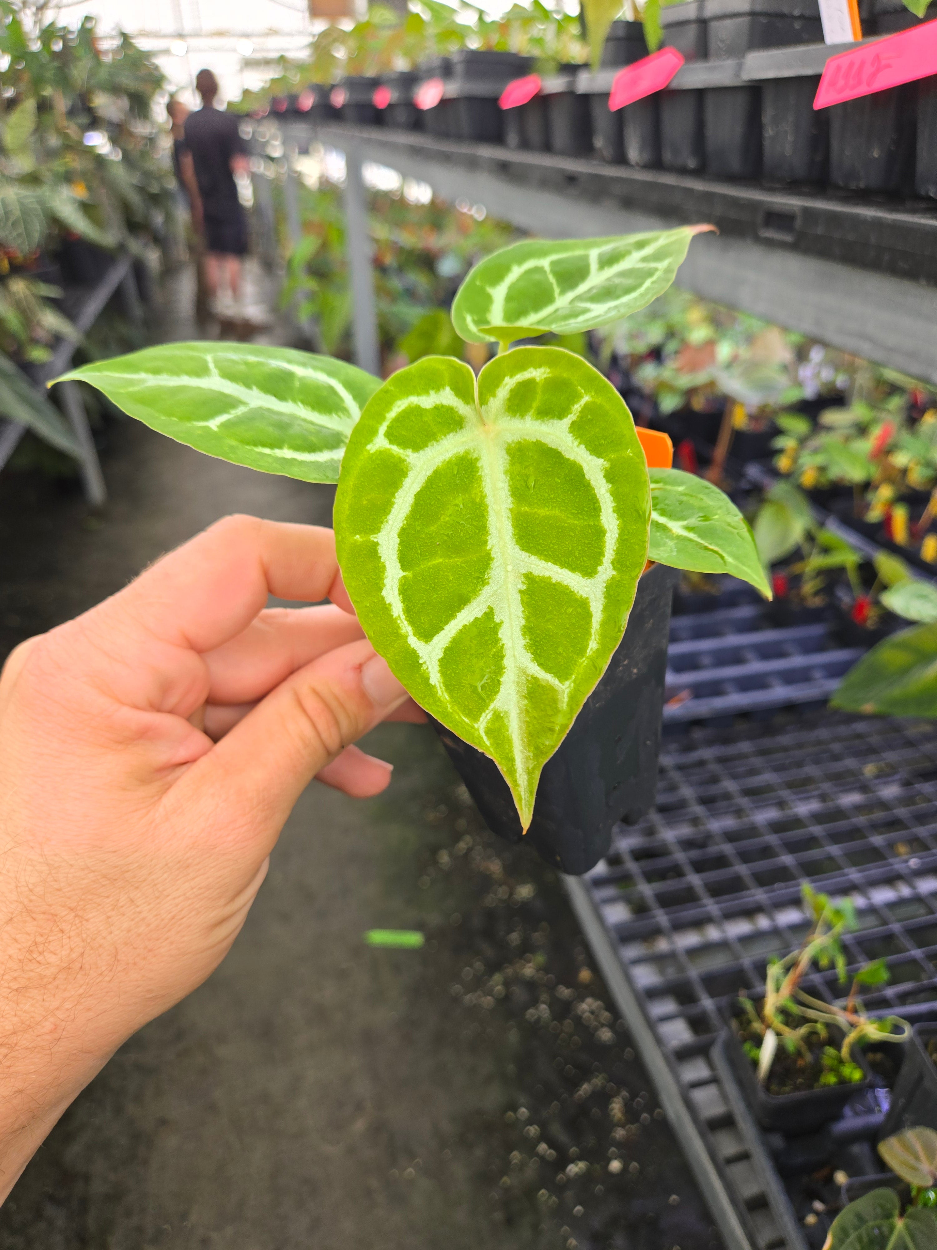 Anthurium Doriyaki x ('SKG Red Crystal Mag') (A112)