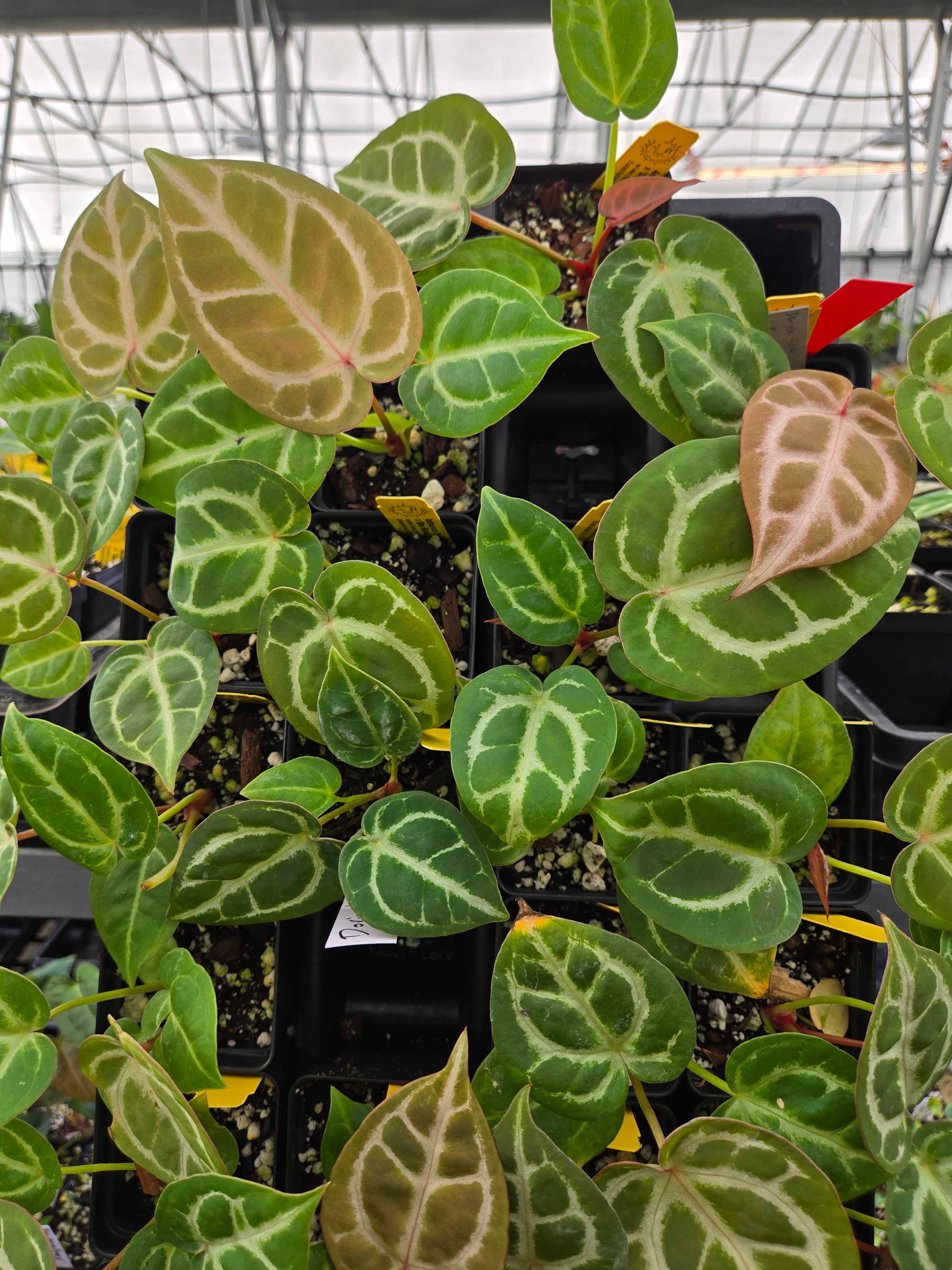 Anthurium Doriyaki Silver x 'Doc Block Purple F2' (A105)