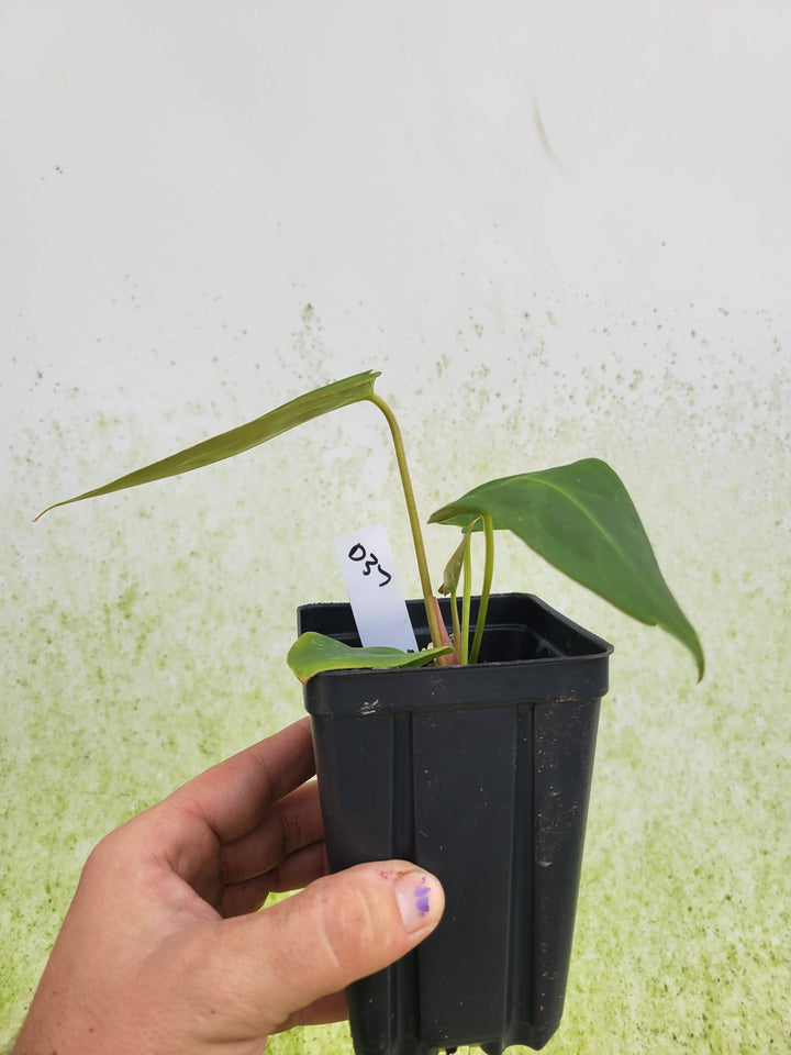 Anthurium (Magnificum x Moronense) X (Tim Anderson Magnificum x Papillilaminum) Select #d37 - Nice Plants Good Pots