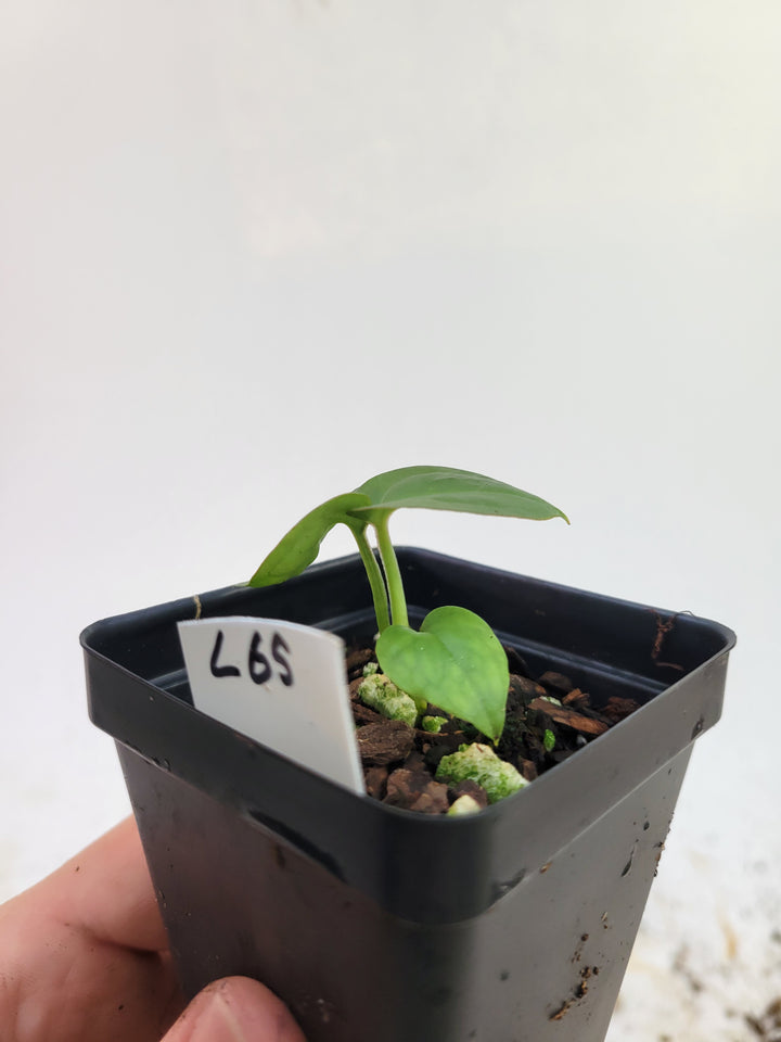 Anthurium Doc Block Purple x Luxurians #L65 - Nice Plants Good Pots