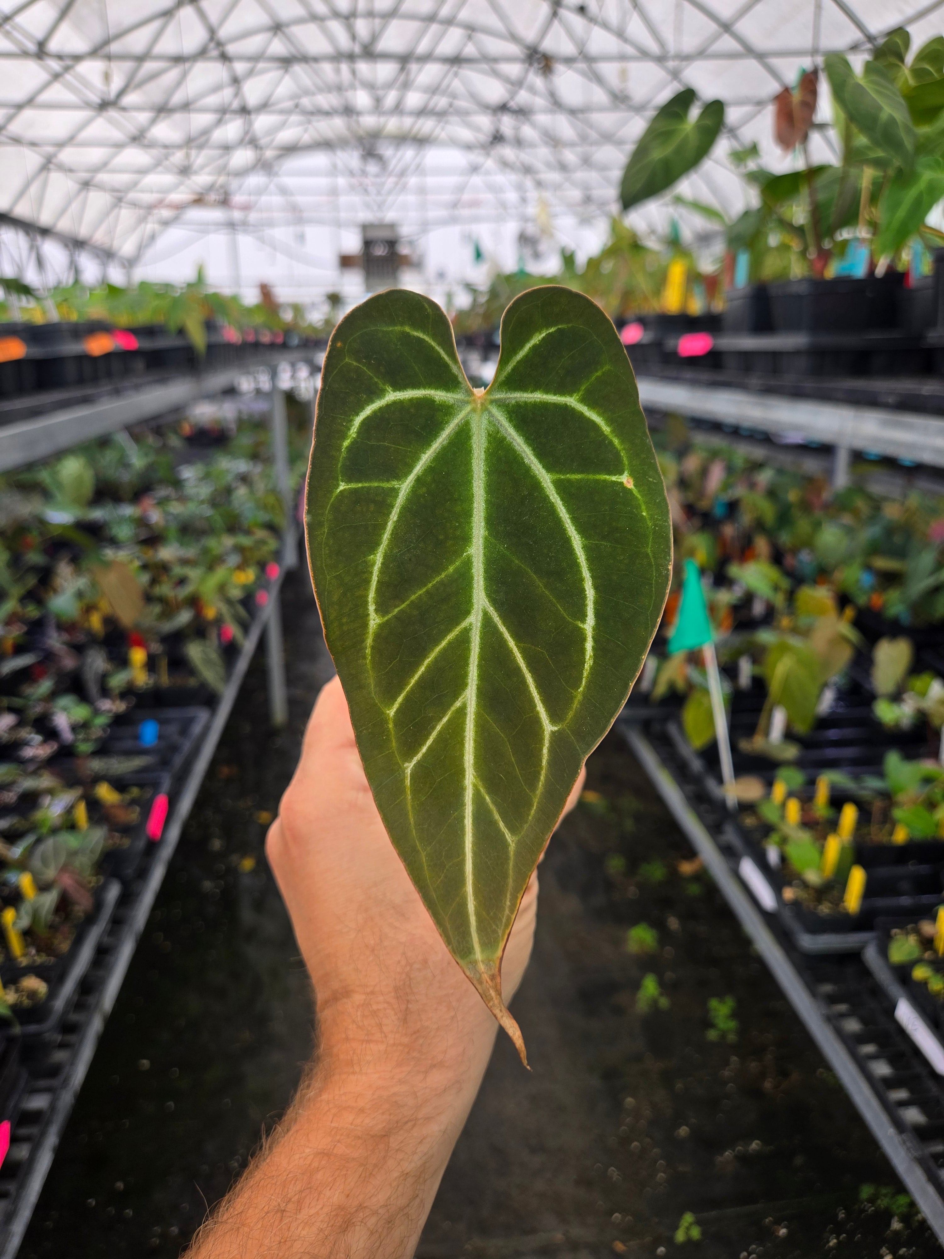 Anthurium 'Tim Anderson Stripey Mag Pap' x 'Crystal Queen' (A84)