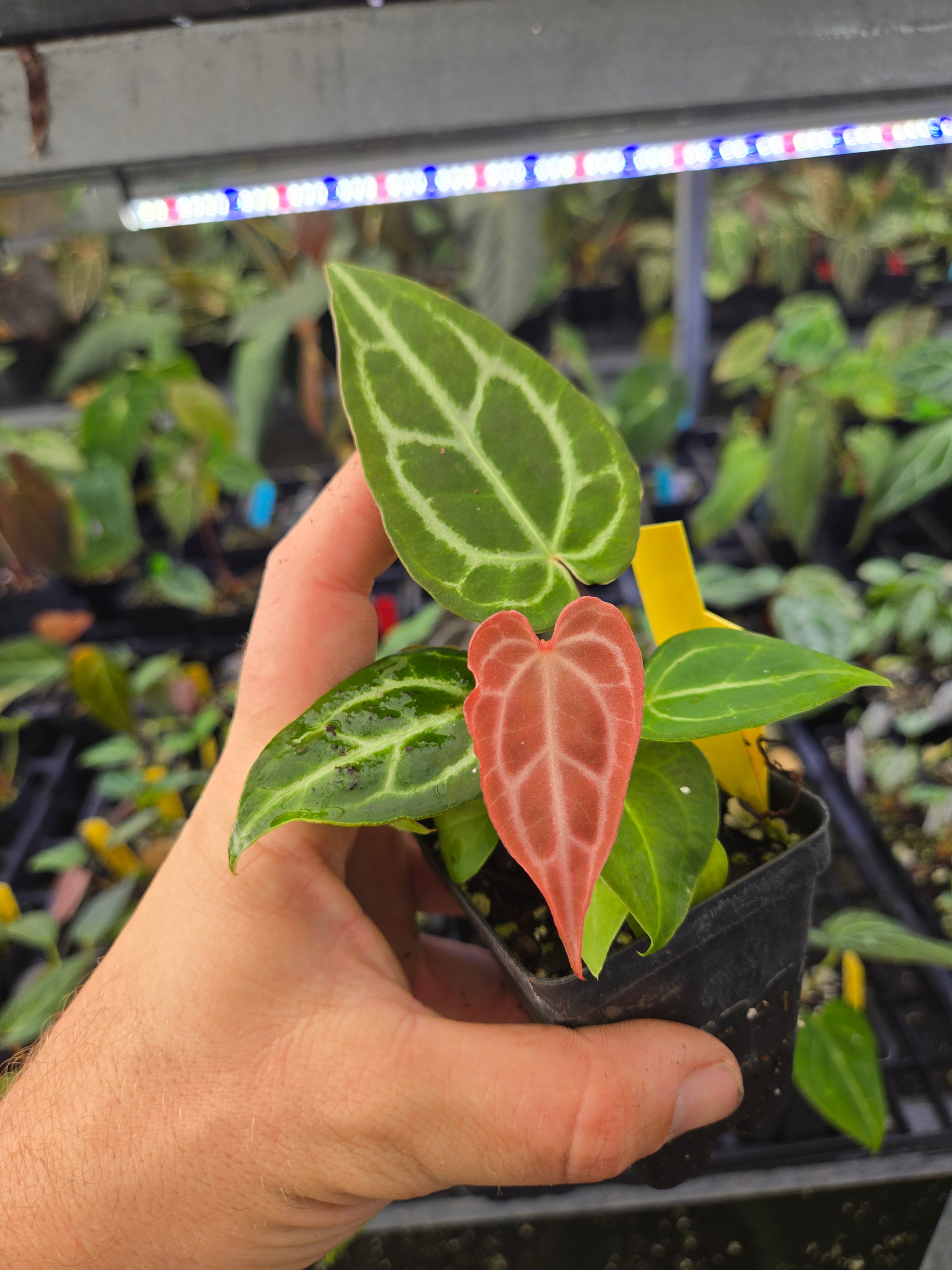 Anthurium 'Swampmannii Long' X 'Costa Rican Crystal' (A89)