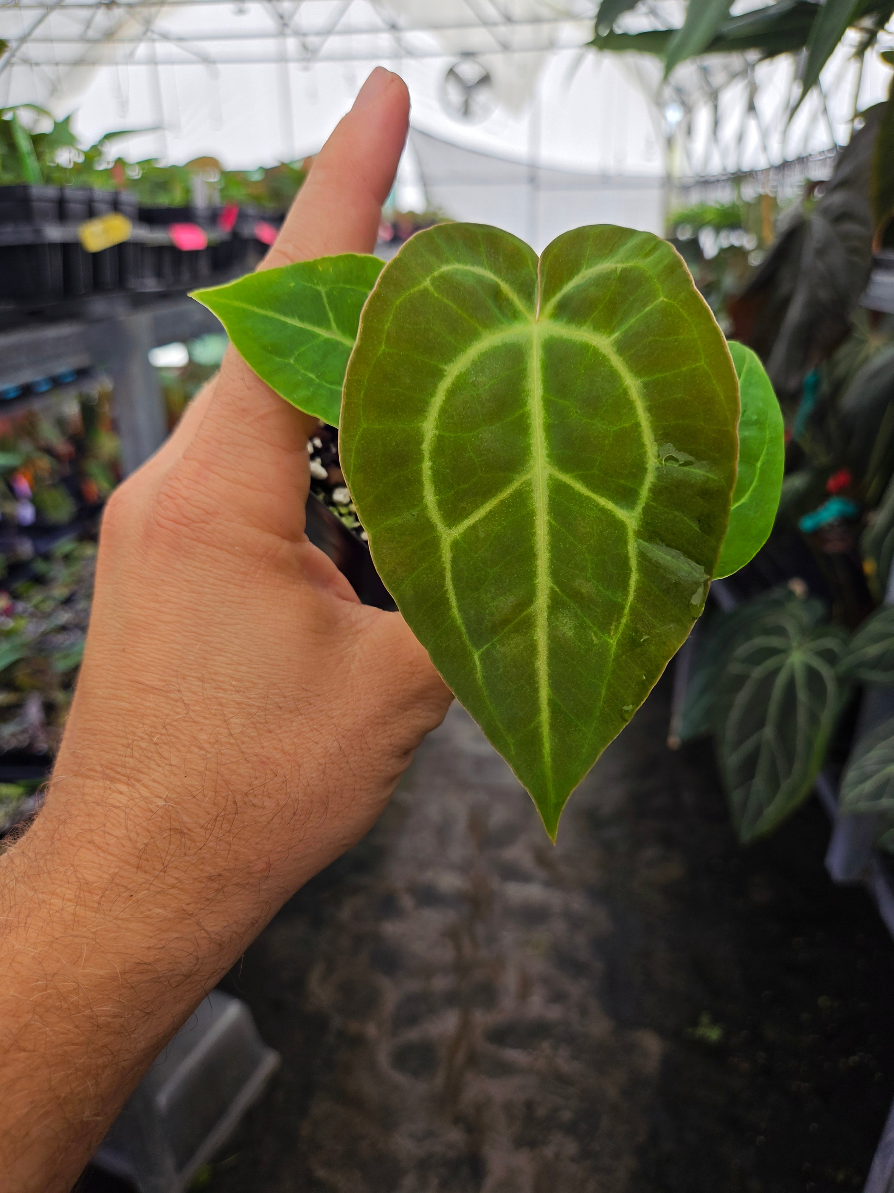 Anthurium ('Swampmannii Long' / 'Tim Anderson Stripey Mag Pap') x 'Goldenchild' (A121)