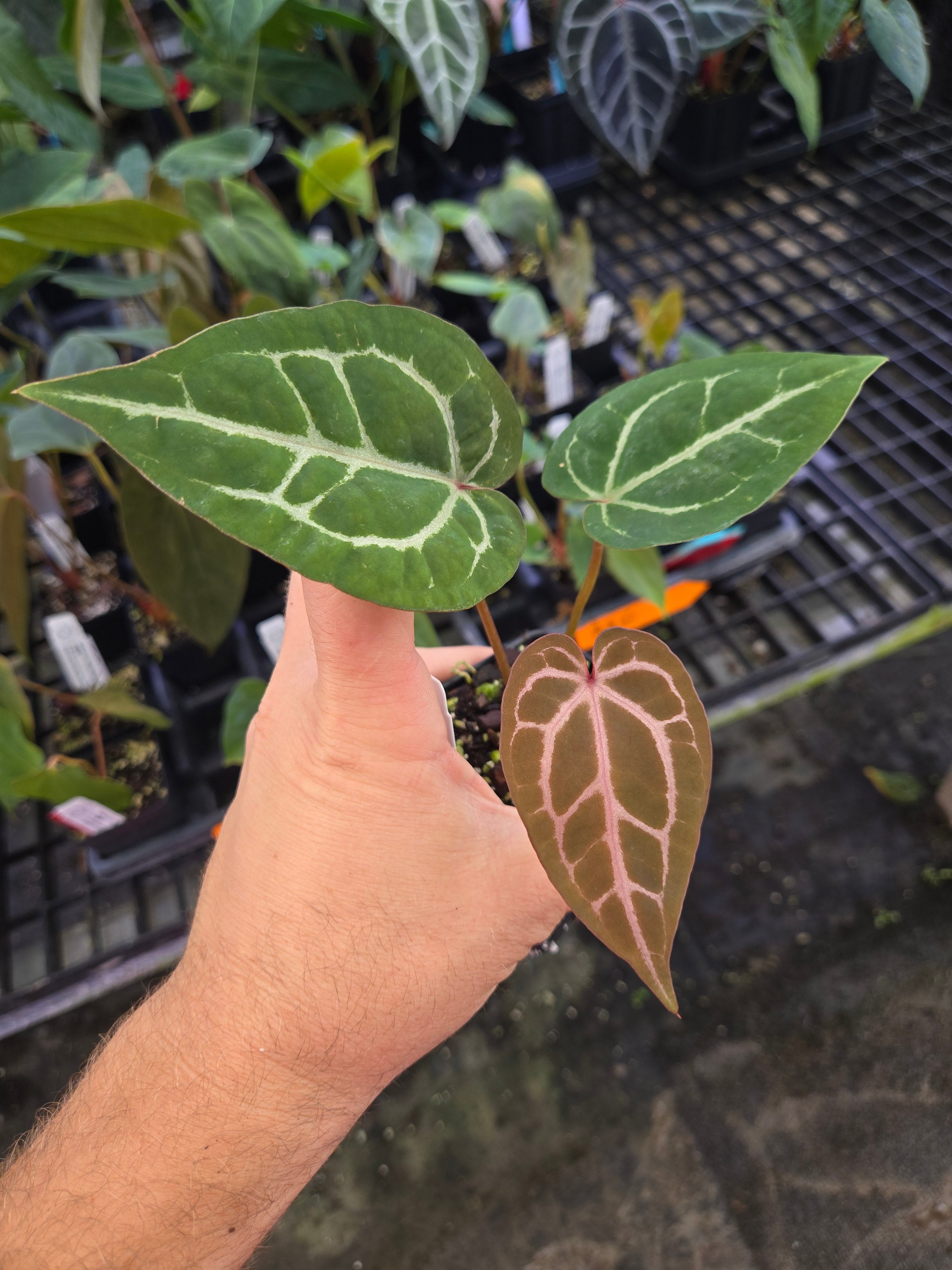 Anthurium 'SKG Red Crystal Mag' x 'Doc Block Purple F2' (A102