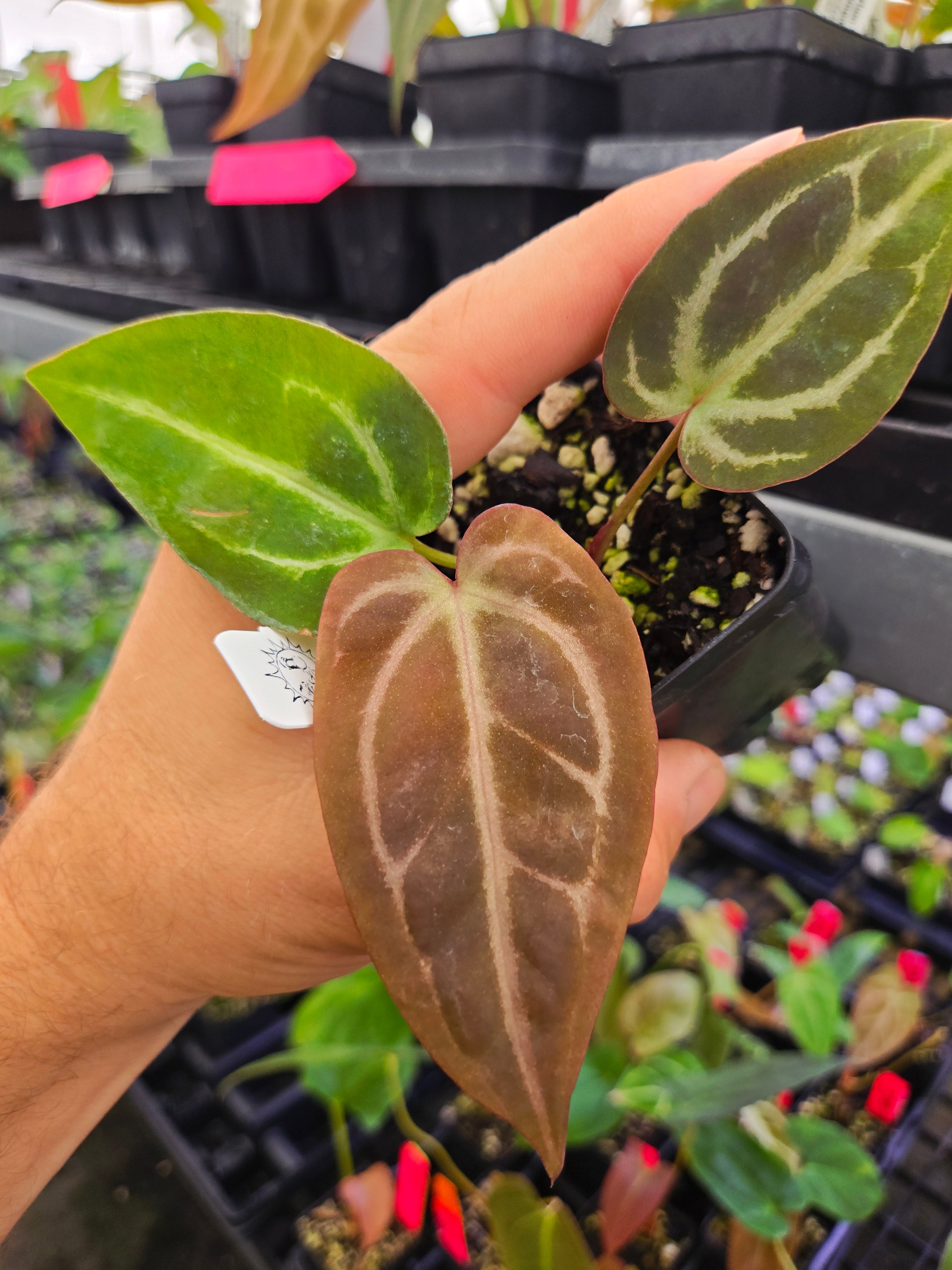 Anthurium 'Swampmannii Purple' x 'Swampmannii Long' (A117)