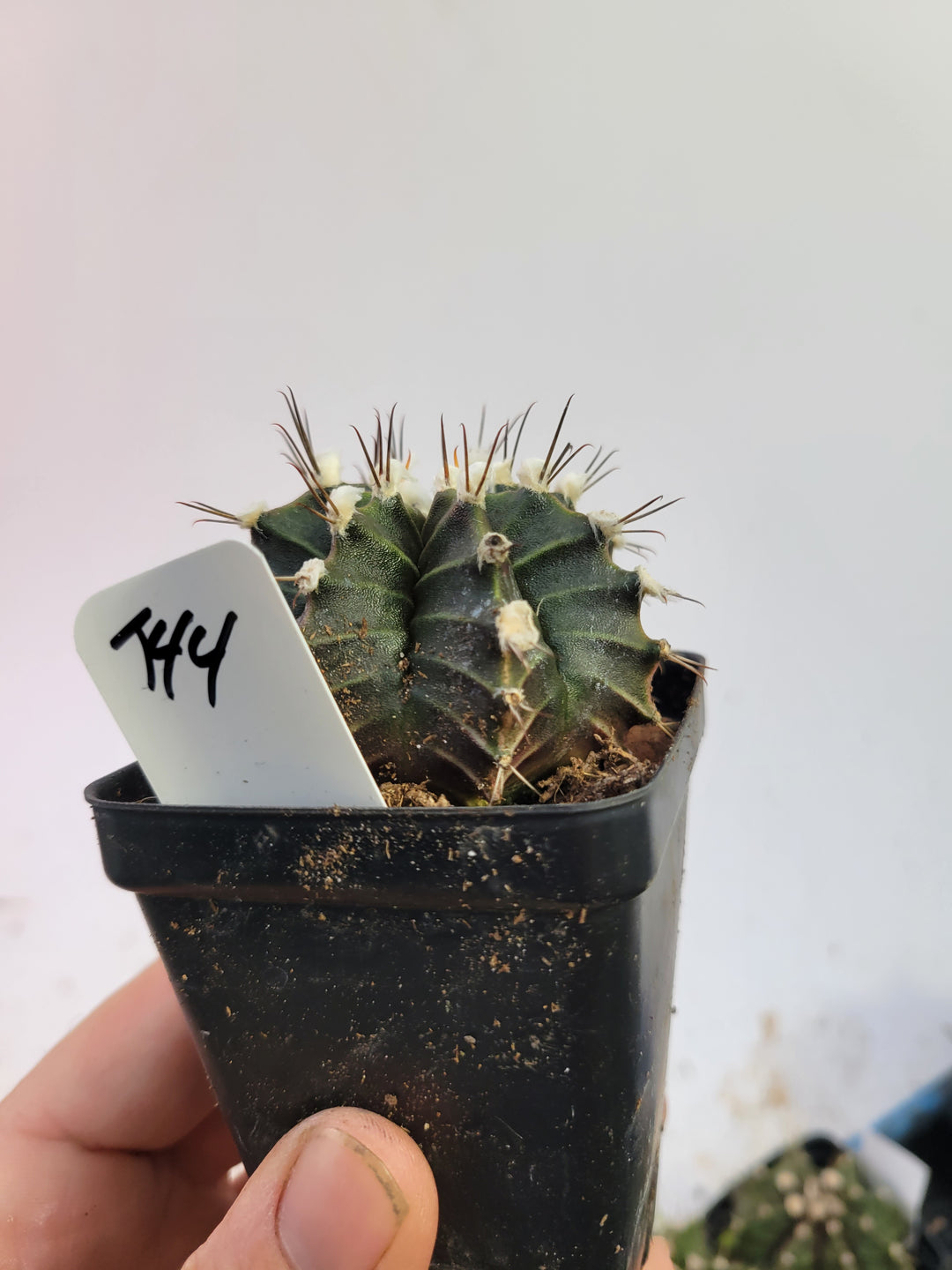 Gymnocalycium mihanovichii var. friedrichii Long Spine rooted & established, (Deaw Cactus ) Flowering Size!  Beautiful purple cactus#t46 - Nice Plants Good Pots