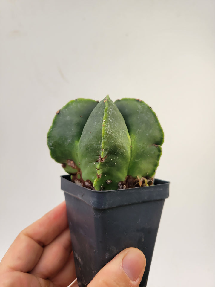 Astrophytum Myriostigma cv "kikko" hybrid . 2.5" pot, very established, Specimen size XL   #T56 - Nice Plants Good Pots
