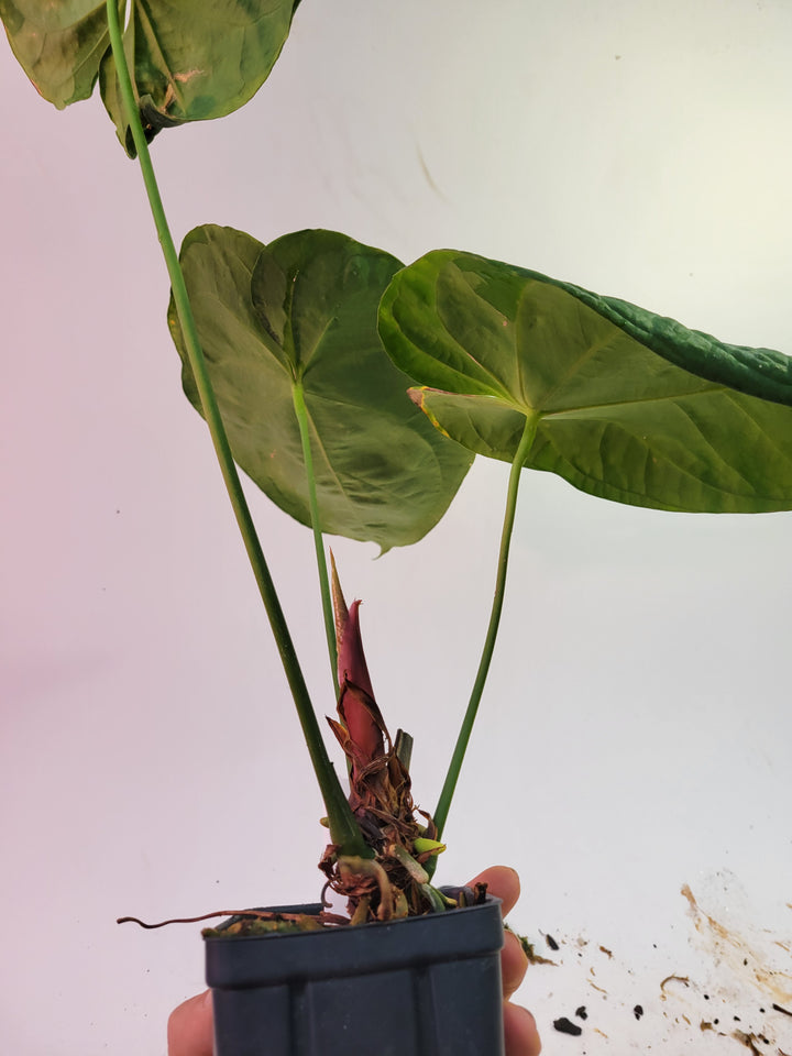 Anthurium Hoffmannii X F1 (self crossed) XLarge flowering size! US Seller #K67
