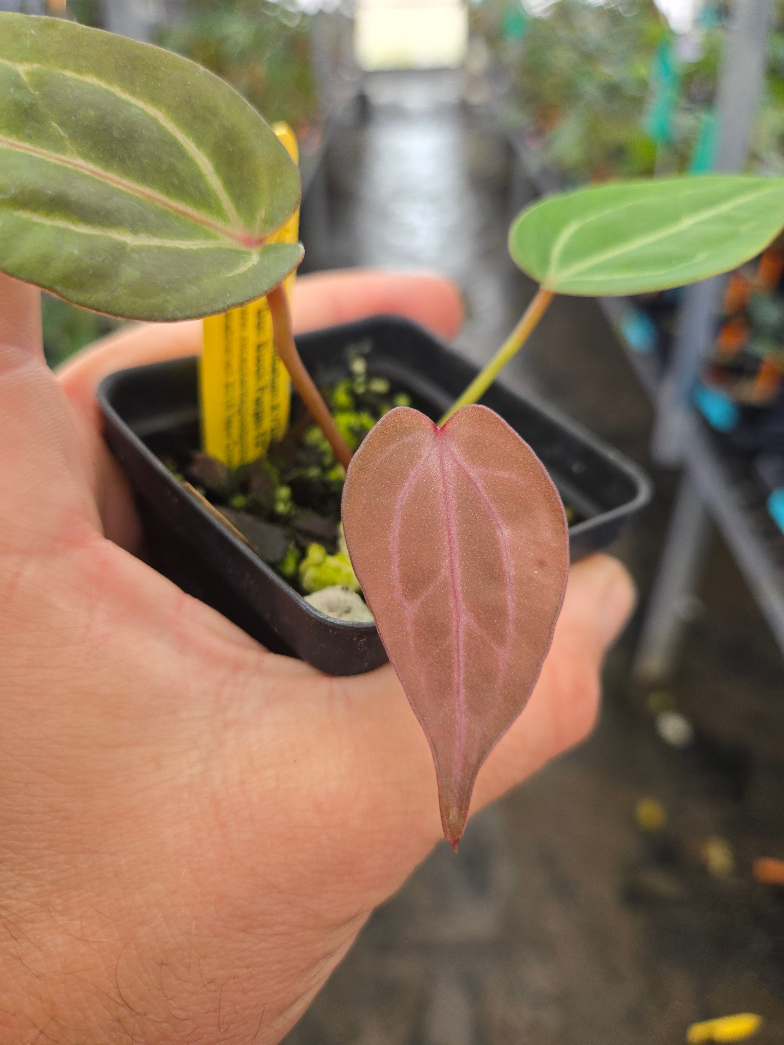 Anthurium ('Rotundatum X' / 'Doc Block Purple F2') #1 x 'Doc Block Purple F2' (A108)