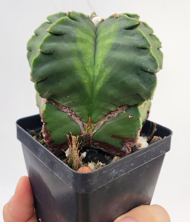Astrophytum Myriostigma Nudum "KIKKO" . 4" pot, very established, Specimen size XXL #T68 - Nice Plants Good Pots