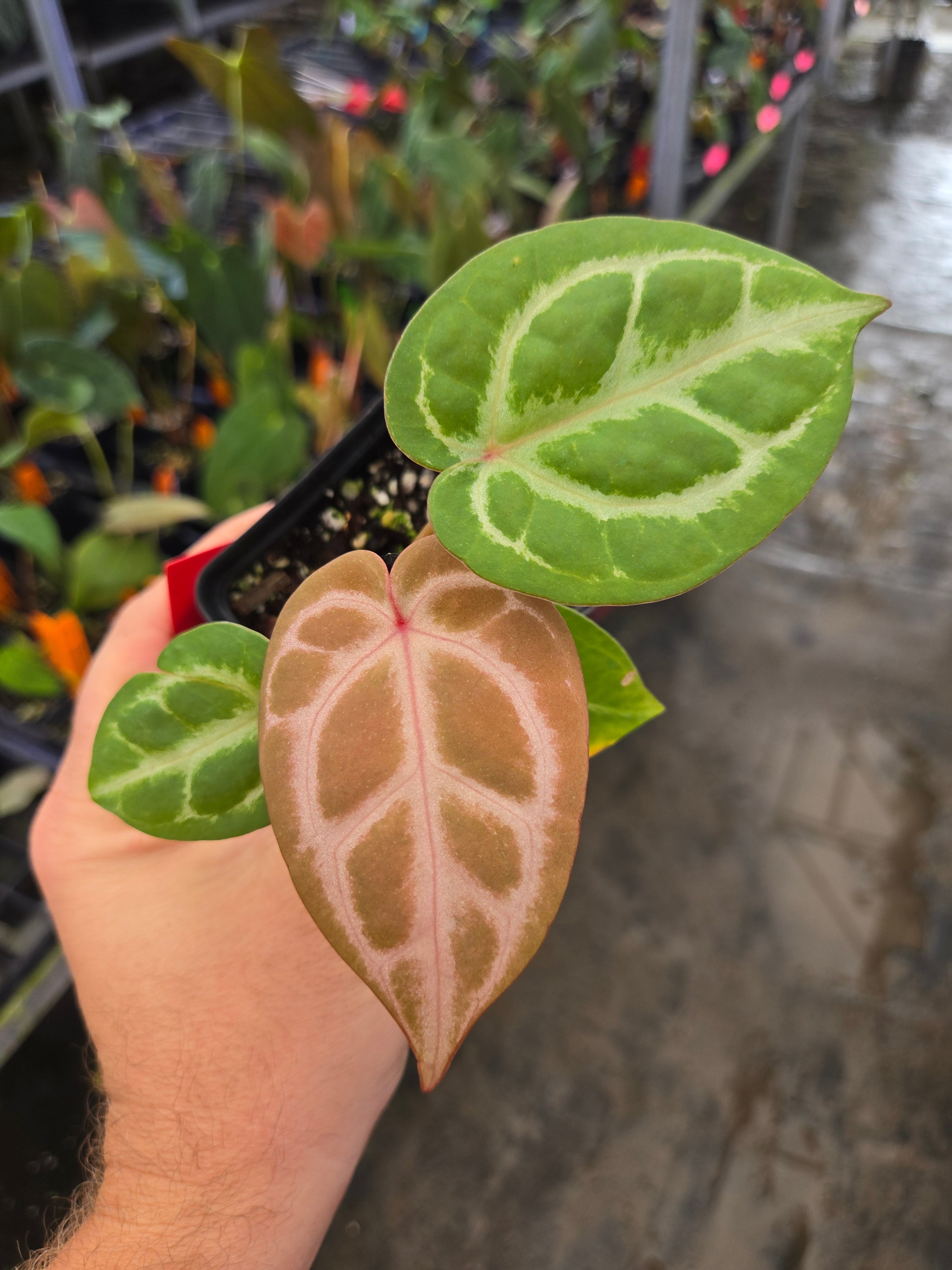 Anthurium Doriyaki Silver x 'Doc Block Purple F2' (A105) – Nice