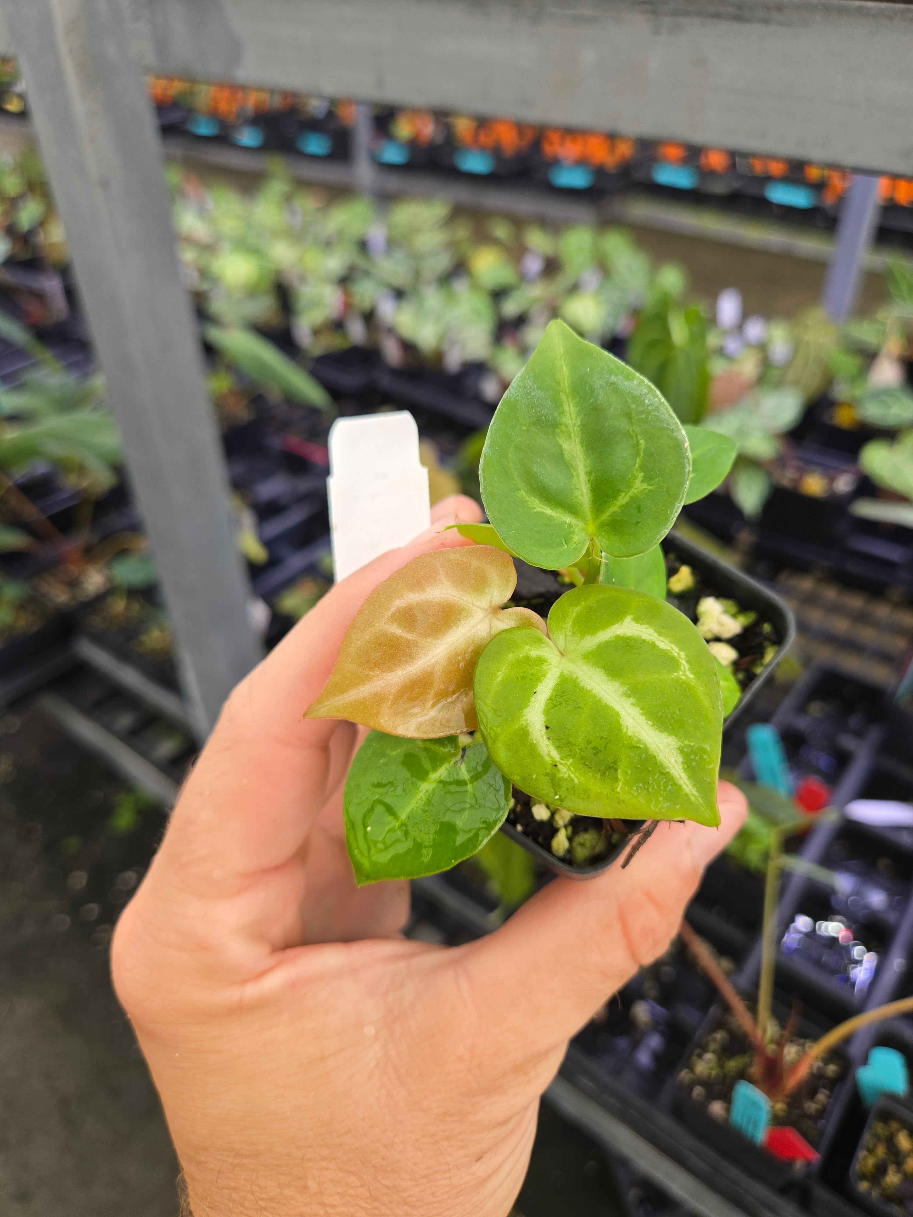 Anthurium Doriyaki Silver x 'Hoffmannii X Butterfly' (A114)