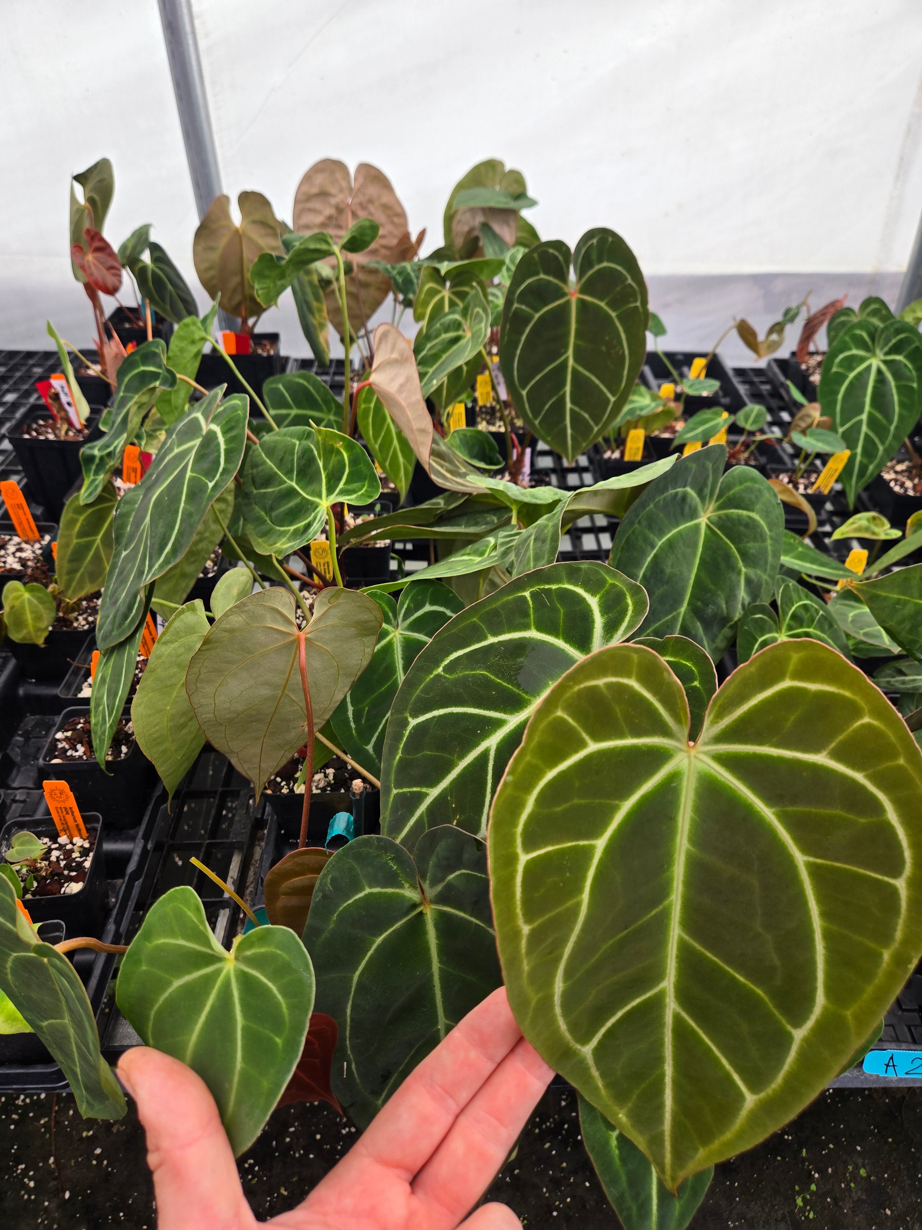 Anthurium 'Tim Anderson 420 Dark Mag' x 'Tim Anderson Stripey Mag Pap' (A26)