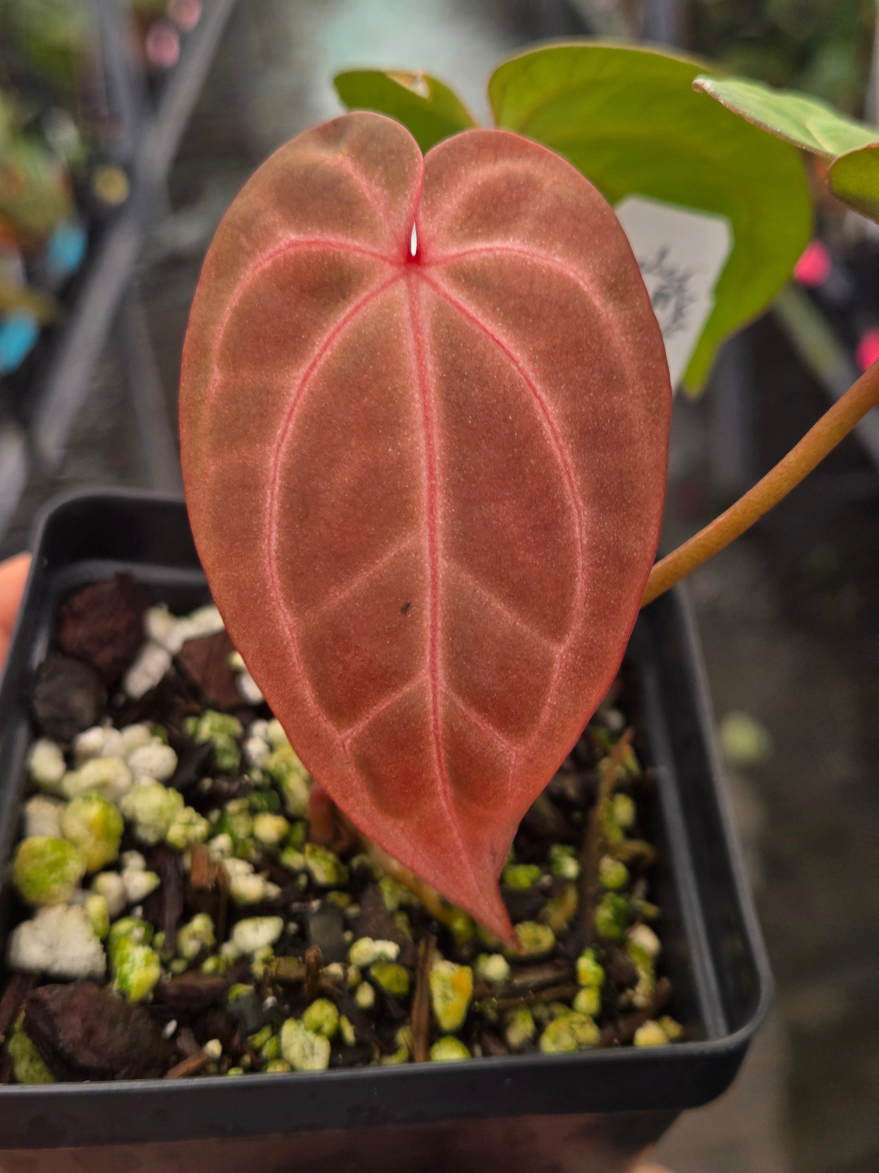 Anthurium 'Doc Block Purple F2' x 'Golden Child' (A99)