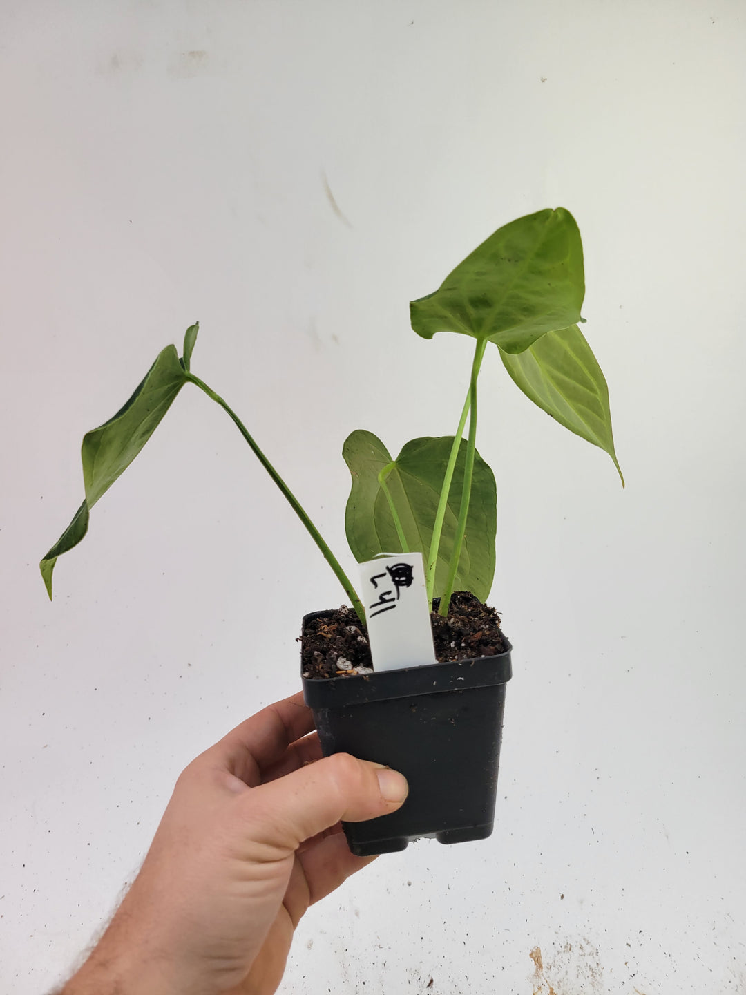 Anthurium Caycee x Greige. Wonderful rare dark green Florida hybrid. #L41 - Nice Plants Good Pots