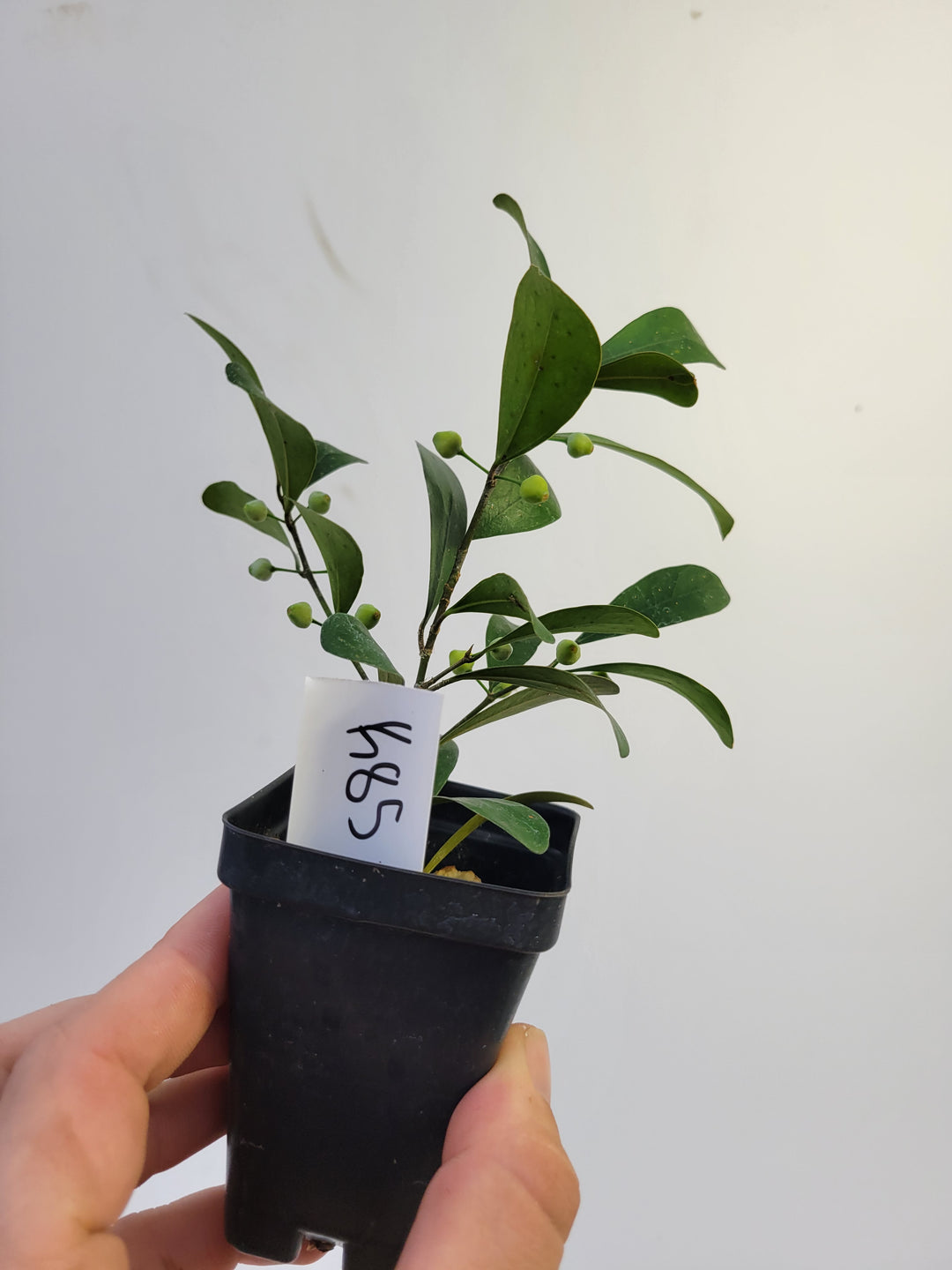 Ficus Deltoidea Pomegranate Leaf form. RARE epiphytic fig #k85 - Nice Plants Good Pots
