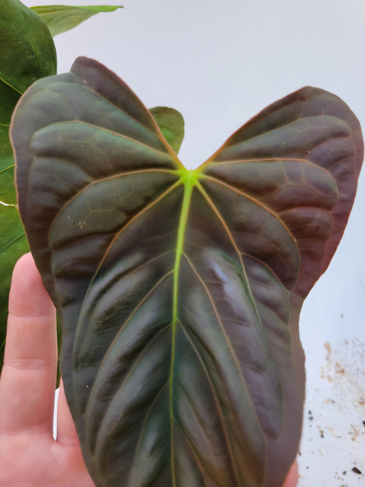 Anthurium Papillilaminum Ree Gardens Clone. Flowering size - US Seller #REE-1