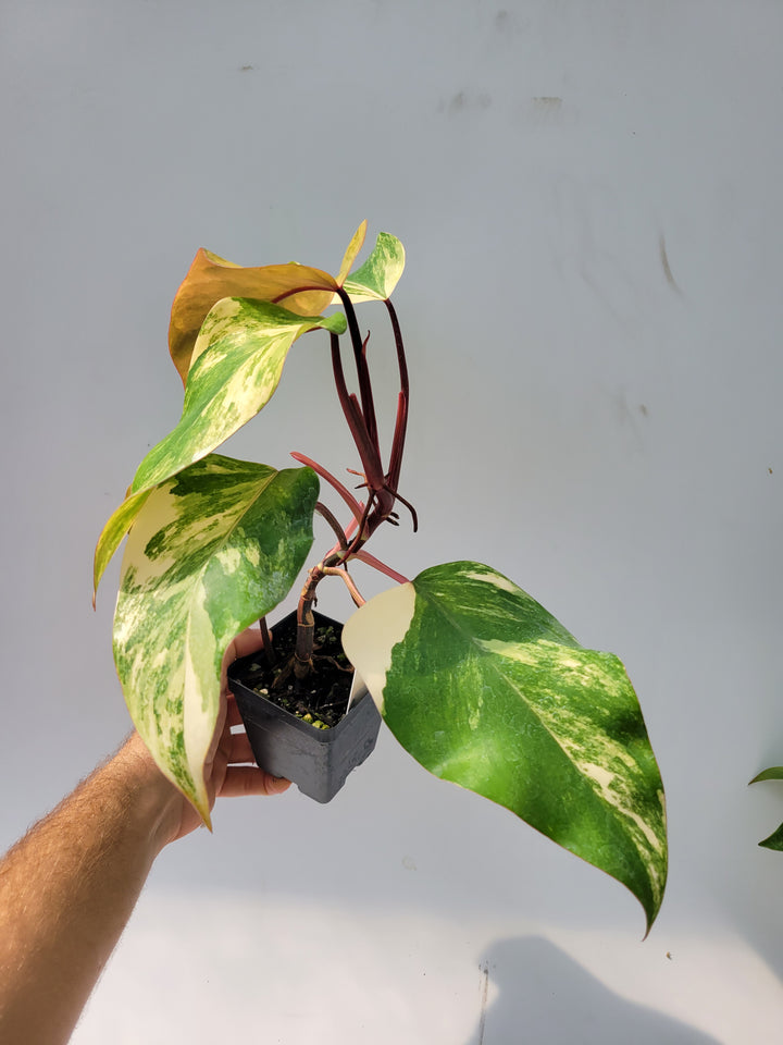 Philodendron Strawberry shake, High Variegation, unique collector specimen , established exact pictured  #M13 - Nice Plants Good Pots