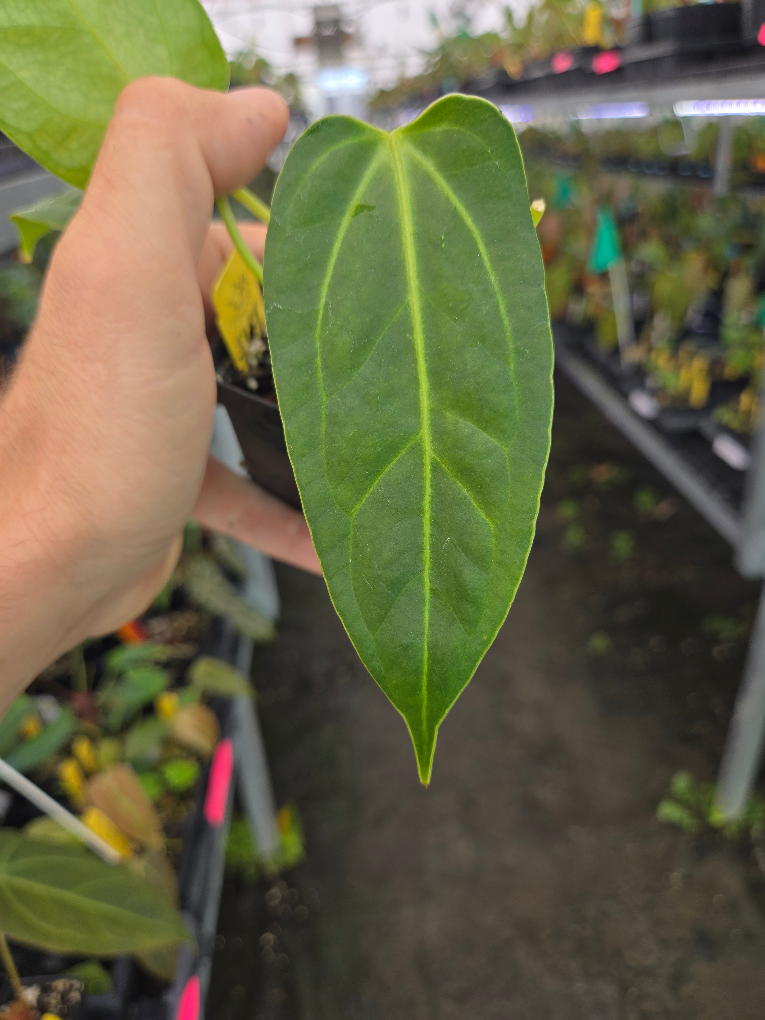 Anthurium 'Rotundatum X' x ('Rotundatum X' /Doc Block Purp F2') #2 (A85)