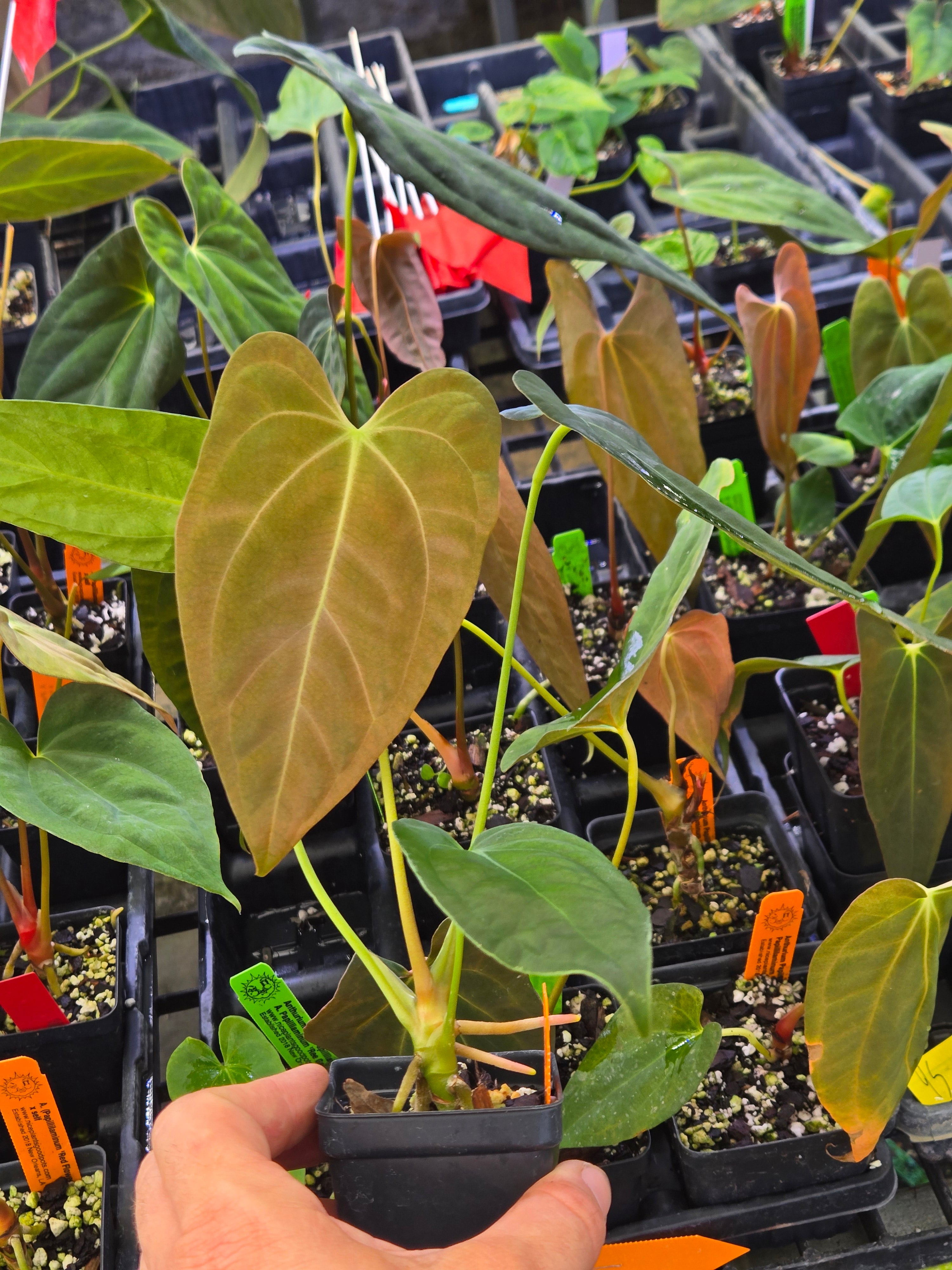 anthurium papillilaminum red stem Anthurium Papillilaminum 'Red Flower' x Papillilaminum 'Ralph Lynam' self – Nice Plants Good Pots
