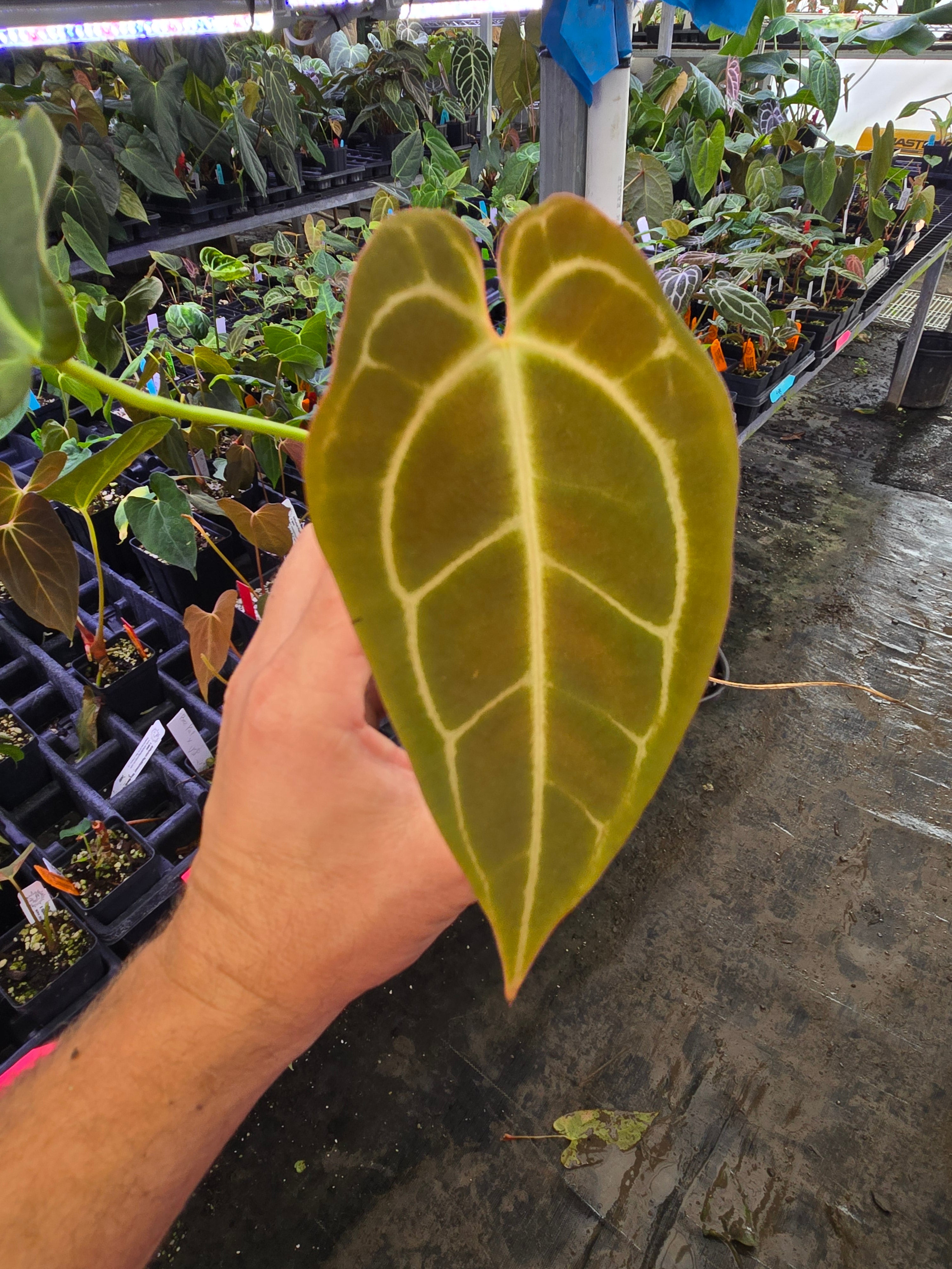 Anthurium ‘Swampmannii Long’ x open (A104)