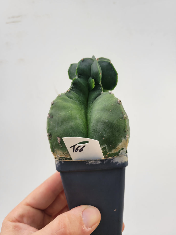 Astrophytum Myriostigma Nudum , Very unusual growth habit . 2.5" pot, very established, Specimen size  #T66 - Nice Plants Good Pots