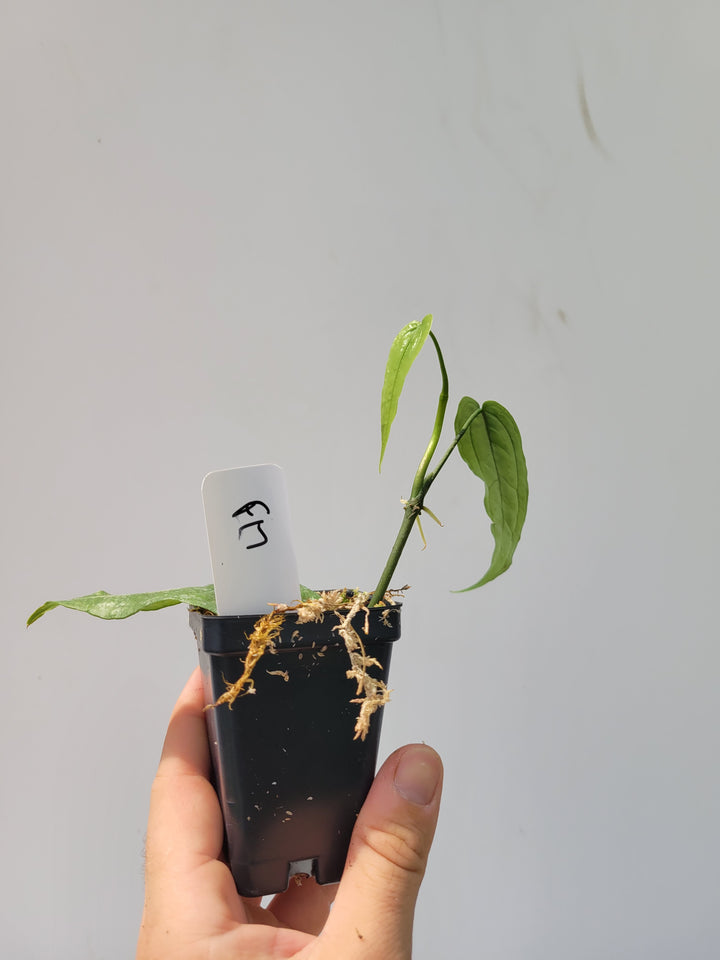 Anthurium Sp Limon. Rare climbing Anthurium , collector anthurium - #f17 - Nice Plants Good Pots
