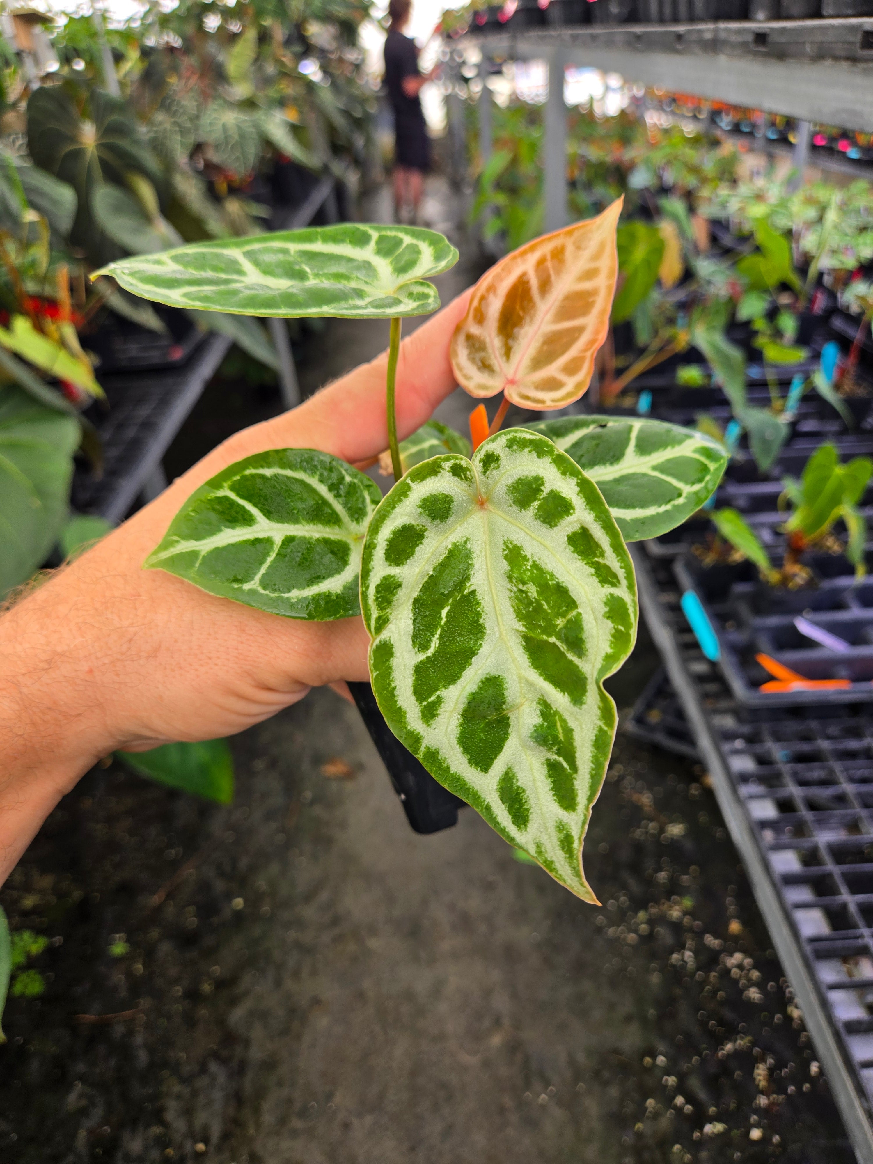 Anthurium Doriyaki x ('SKG Red Crystal Mag') (A112)