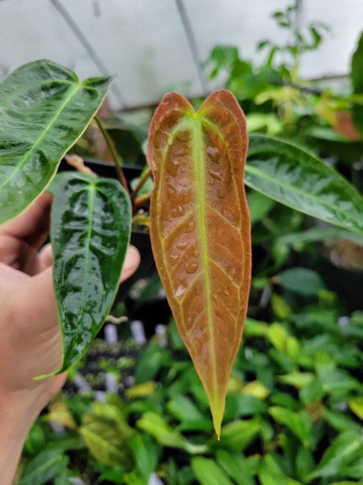 Anthurium Rotundatum X x (A. Tim Anderson Mag x Pap Dark & Narrow)