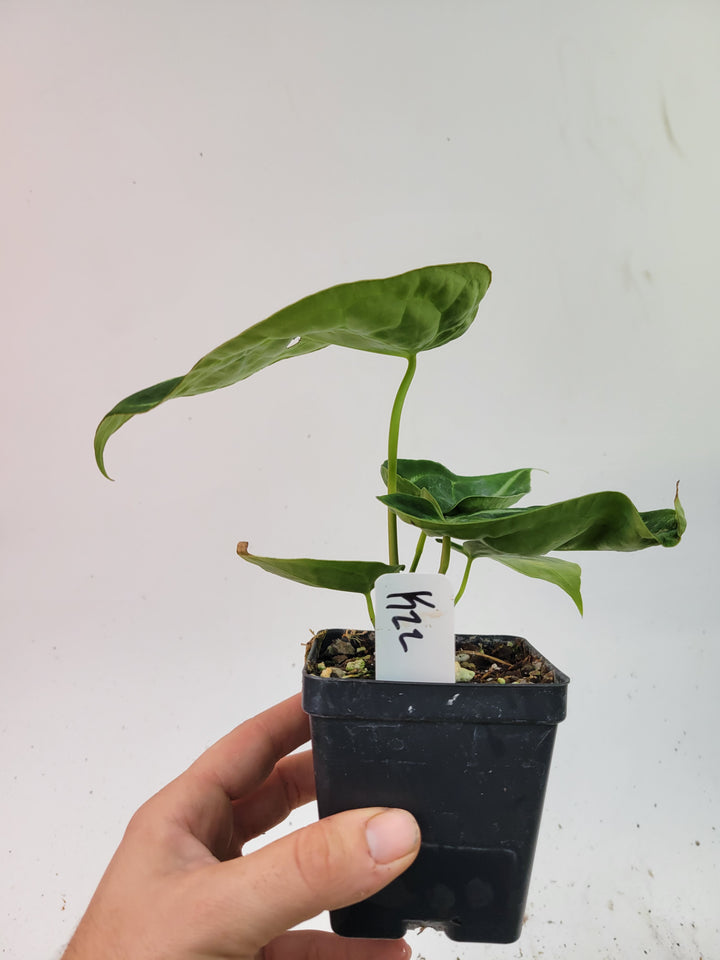 Anthurium Florida Dark Mag x Forgetii, - #L22 - Nice Plants Good Pots