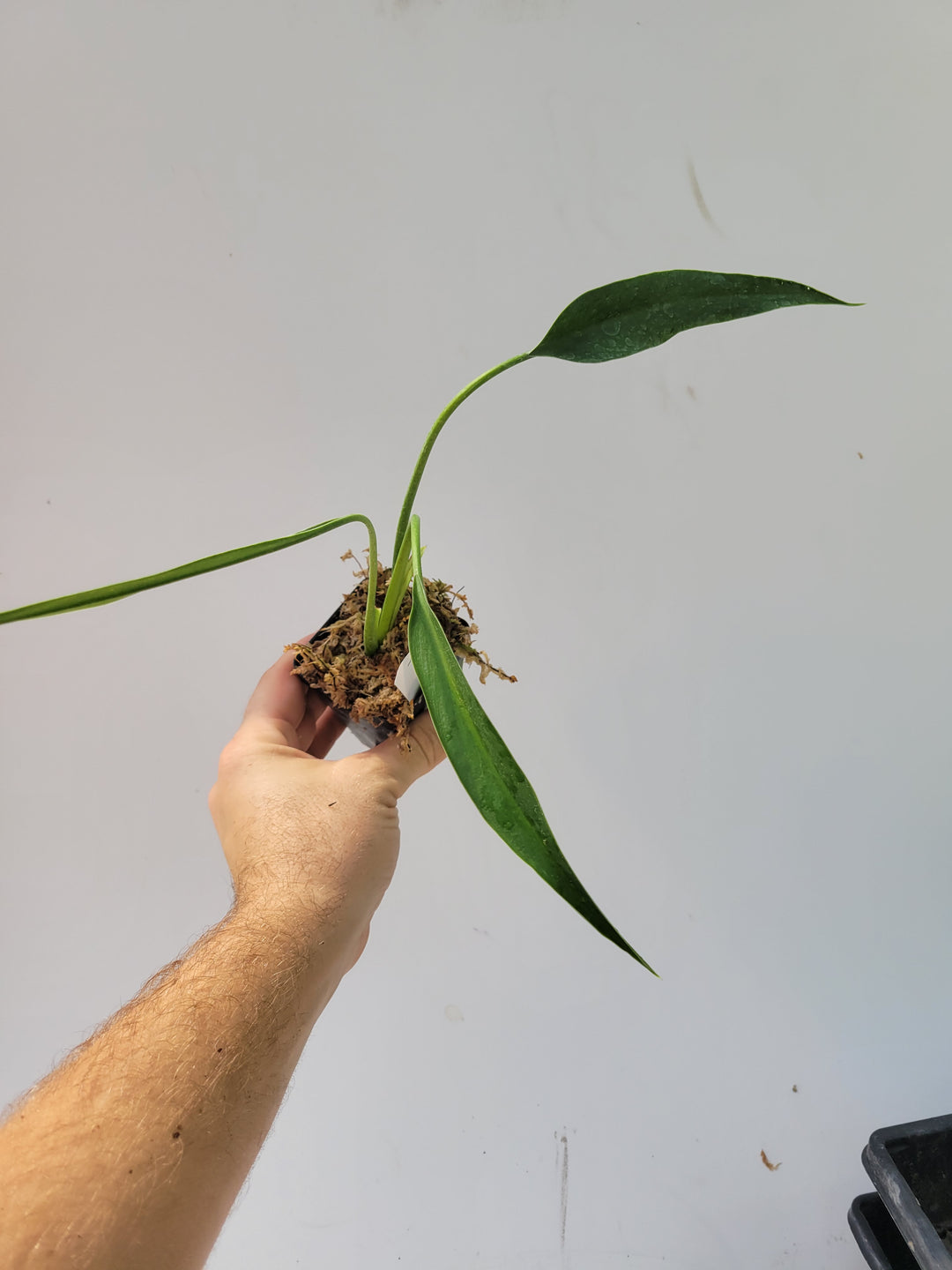 Philodendron Sucre Slim. Rare John Banta Hybrid #f24