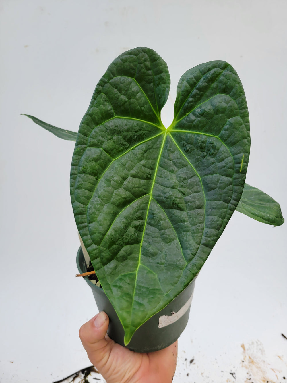 Anthurium Luxurians Open. Rare seen lux hybrid.  New Release! Large Mature Plant! #k112 - Nice Plants Good Pots