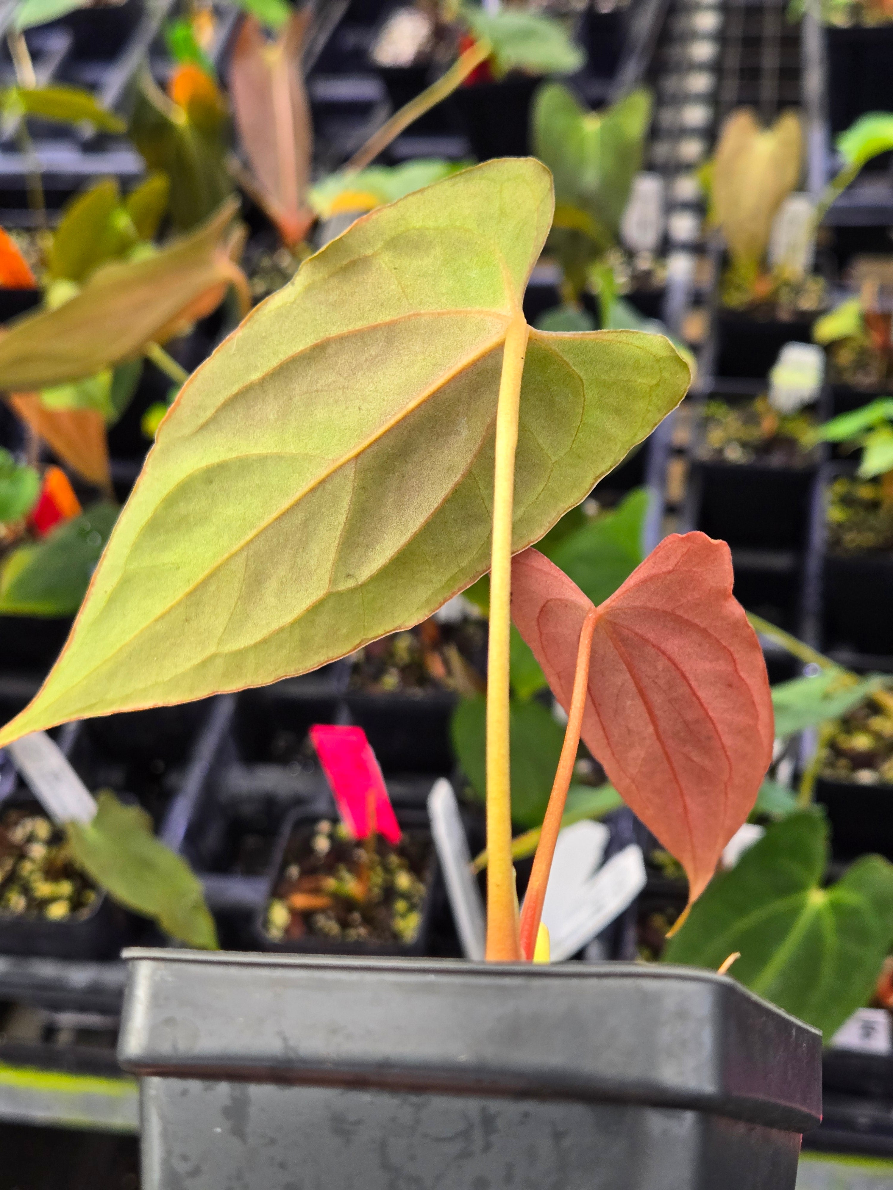 Anthurium Papillilaminum ‘Very Special Pap’ x Open (A95)