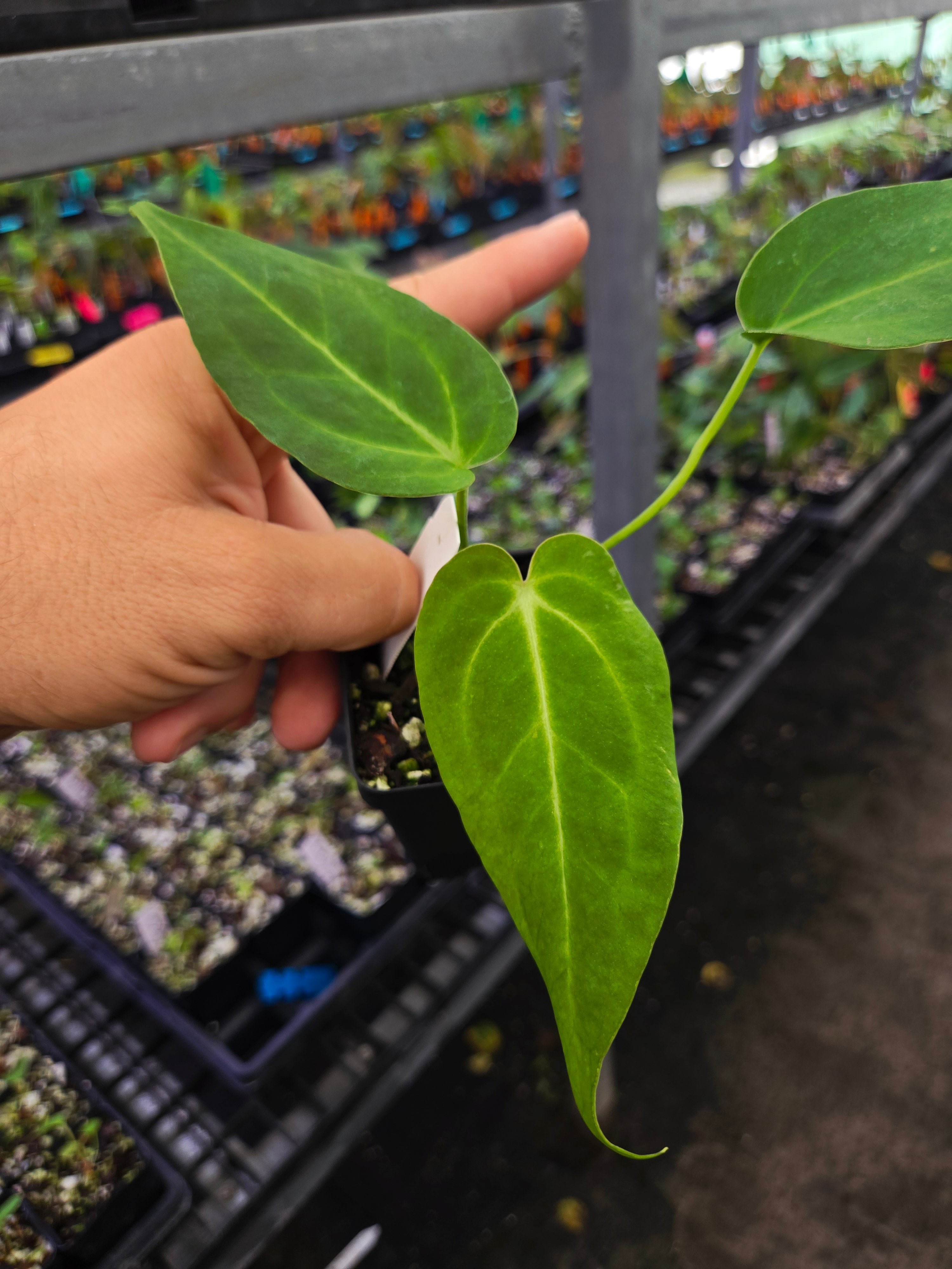 Anthurium 'Dark & Stormy' X 'Crystal Queen' (A119) – Nice Plants
