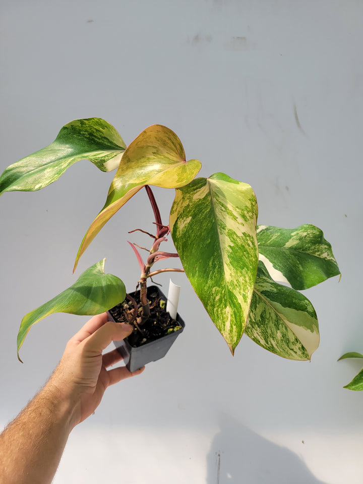 Philodendron Strawberry shake, High Variegation, unique collector specimen , established exact pictured  #M13