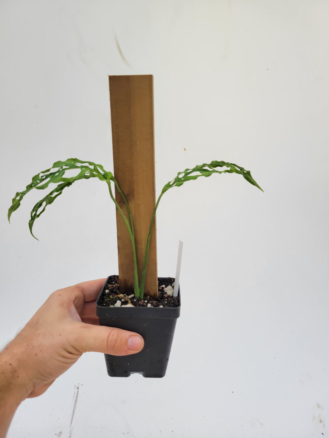 Monstera Obliqua Peru, A very unique and easy to grow collector tropical plant,  US seller- E28