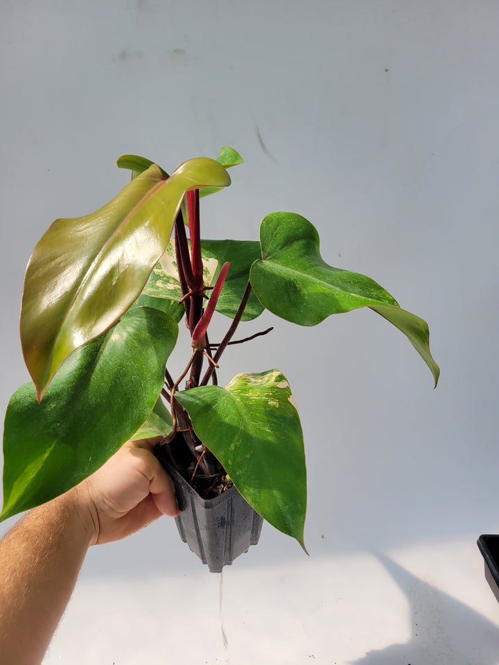 Philodendron Strawberry Shake,  High Variegation unique collector specimen , established , exact plant pictured  #T45