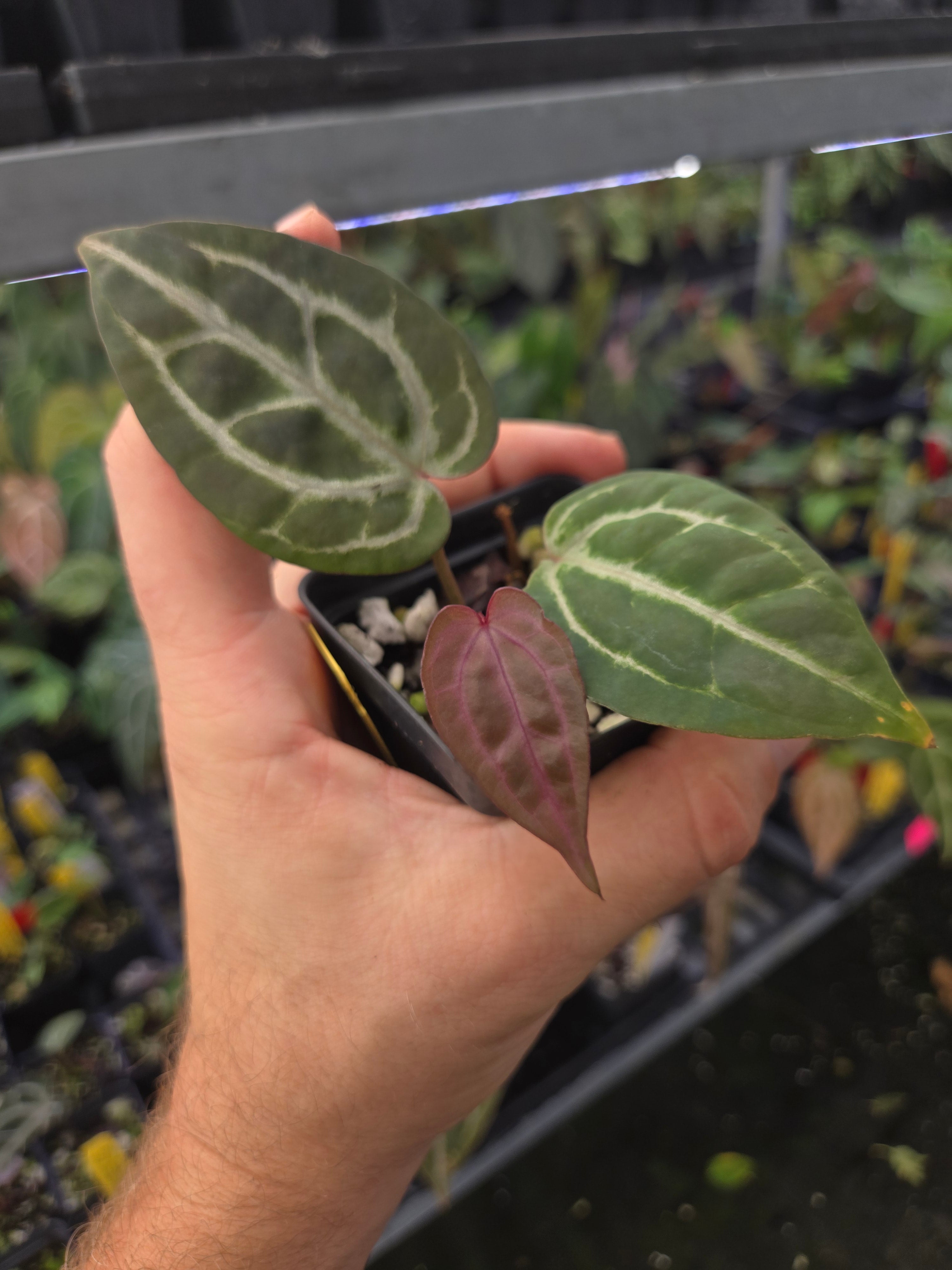 Anthurium 'Swampmannii Purple' x 'Doc Block Purple F2' (A87)