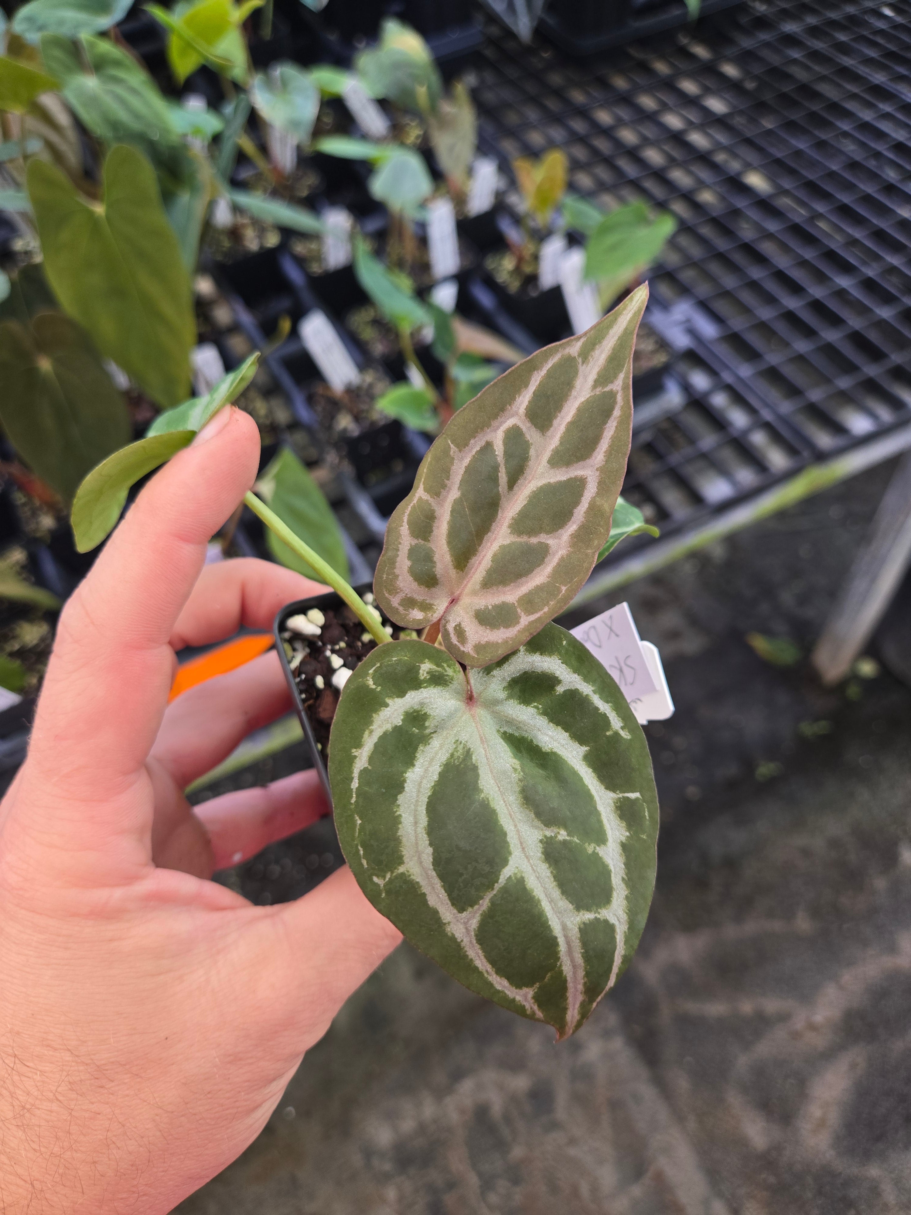 Anthurium 'SKG Red Crystal Mag' x 'Doc Block Purple F2' (A102