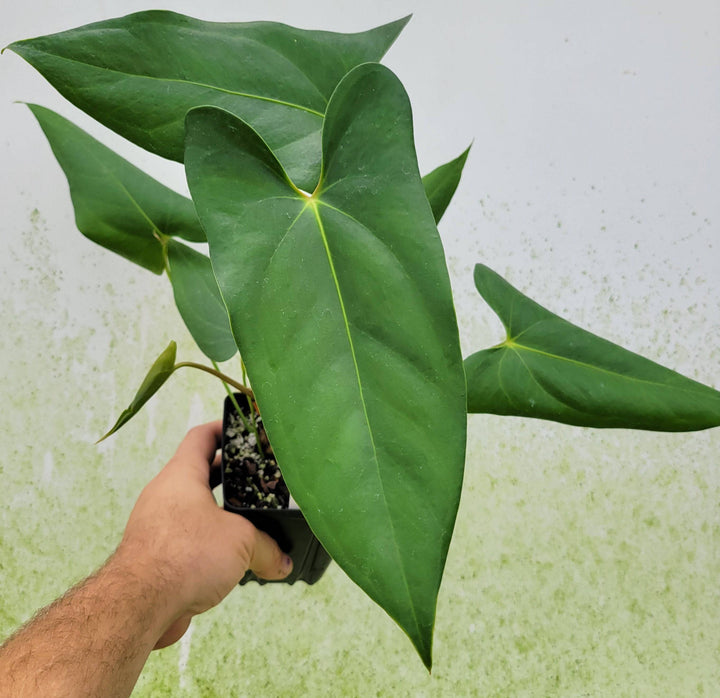 anthurium lucens