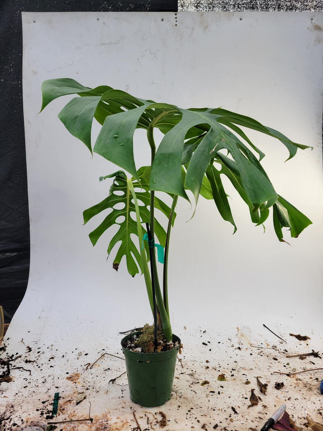 Monstera Deliciosa Brazil. Brazilian form. Huge mature specimen.  3ft tall #k103a - Nice Plants Good Pots